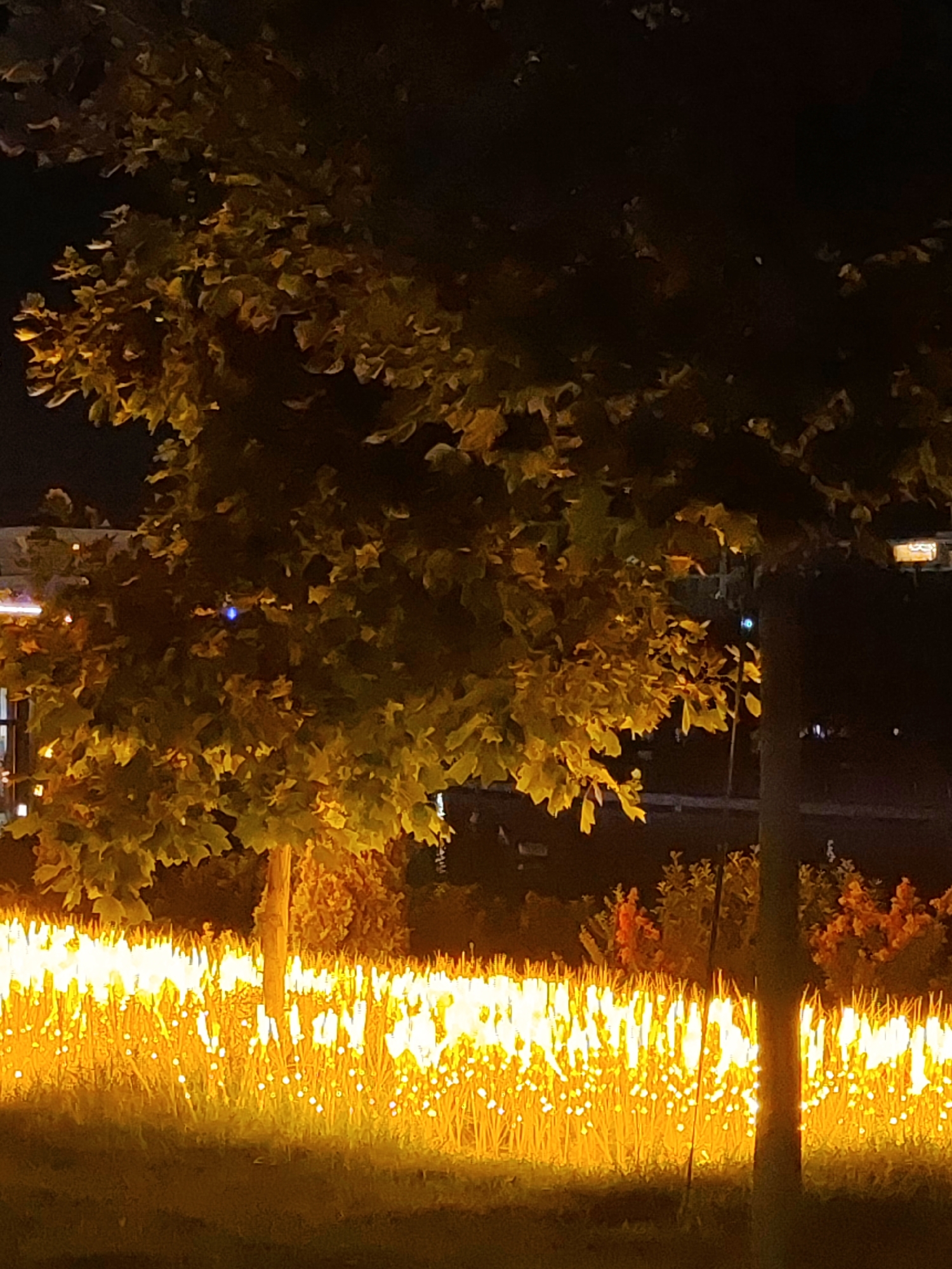 The image depicts a nighttime scene in Tashkent, Uzbekistan, likely a park or public space illuminated by artificial lighting. In the foreground, a dense row of small, bright lights, possibly LEDs or decorative lamps, creates a vibrant, fiery glow along the ground, interspersed with blades of grass. Behind this illuminated border, a tree with large, textured leaves, colored in shades of yellow and green, stands prominently. The leaves are illuminated from below, casting a warm light. In the background, darker foliage and trees create a sense of depth. The overall atmosphere is illuminated and somewhat surreal due to the intense lighting against the dark night.