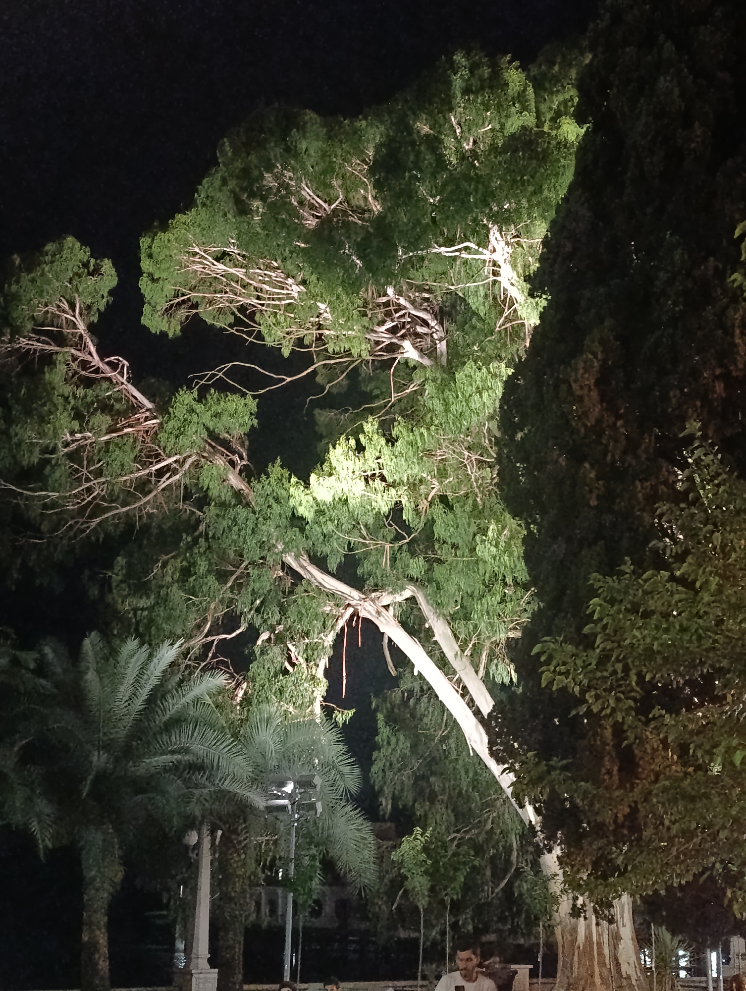 The image depicts a nighttime scene in Sokhumi, Abkhazia, featuring large trees and palm trees. The lighting appears to be artificial, illuminating some of the foliage and tree trunks. In the lower part of the image, a person is visible, looking towards the left. They are wearing a white t-shirt. Various streetlights and architectural elements are also present in the background, contributing to the urban setting. The overall atmosphere is dark, with the light sources creating a contrast against the night sky and dense vegetation.