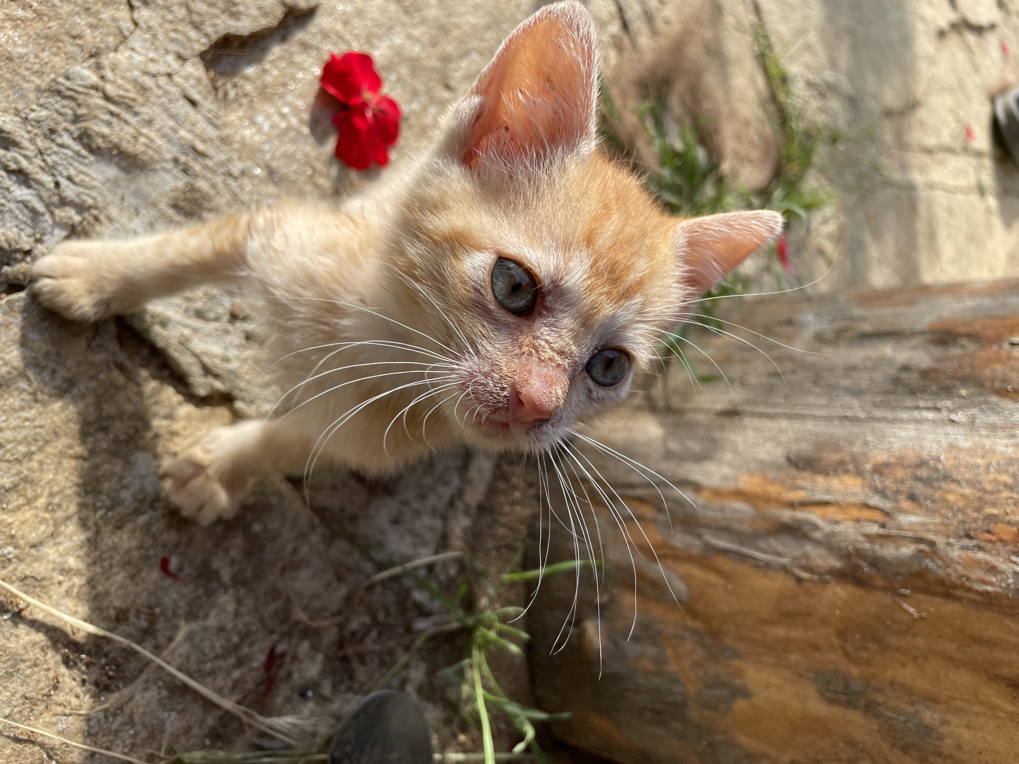 This media file is a close-up, high-angle shot of a small, ginger kitten with blue-green eyes. The kitten is lying on a rough, greyish surface that appears to be made of stone or concrete. A bright red flower petal is visible near the kitten's head. The kitten is looking directly up at the camera, with its whiskers fanned out. The lighting suggests it is daytime, with sunlight casting shadows on the ground. The background includes some dry grass and what looks like a piece of weathered wood. The setting appears to be outdoors, possibly in a rural or natural environment. There is no discernible text in the image. The overall mood is one of innocence and curiosity, captured in the kitten's gaze.