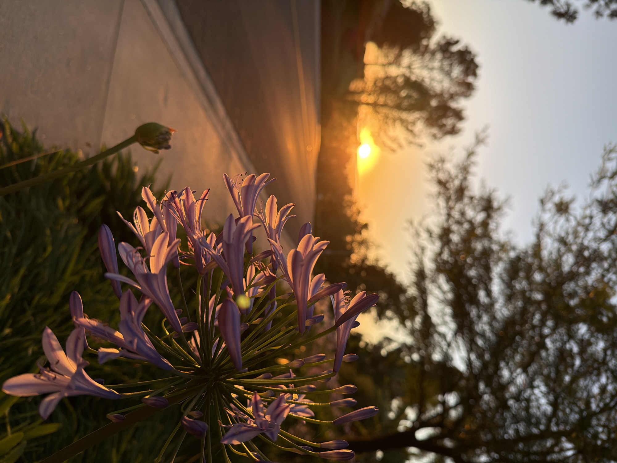 This image depicts a close-up view of purple Agapanthus flowers in the foreground, with a street and sunset visible in the background. The flowers are illuminated by the warm, golden light of the setting sun, casting long shadows. The street appears to be a residential road, with a sidewalk and trees lining the side. The sky is a gradient of orange and blue, indicating it is dusk. The overall scene suggests a peaceful, suburban evening in Aliso Viejo, California. There are no people or animals visible in the image.