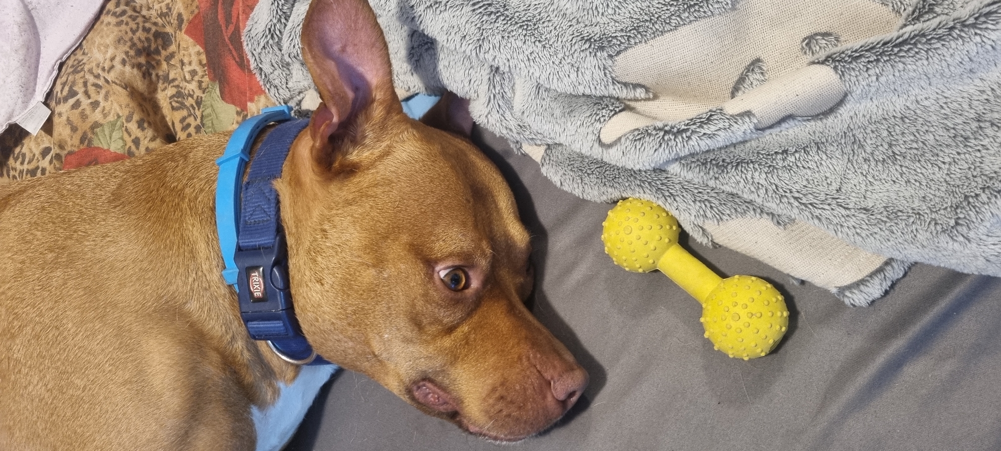 A brown dog with a blue collar is lying on a bed next to a yellow dumbbell-shaped dog toy. The dog is resting its head on a gray bedsheet and has one ear sticking up. Part of the bed includes a blanket with a floral print and a gray plush blanket. The collar has a "TRIXIE" brand mark. The location is unknown, but the prompt mentions Sofia, Bulgaria.