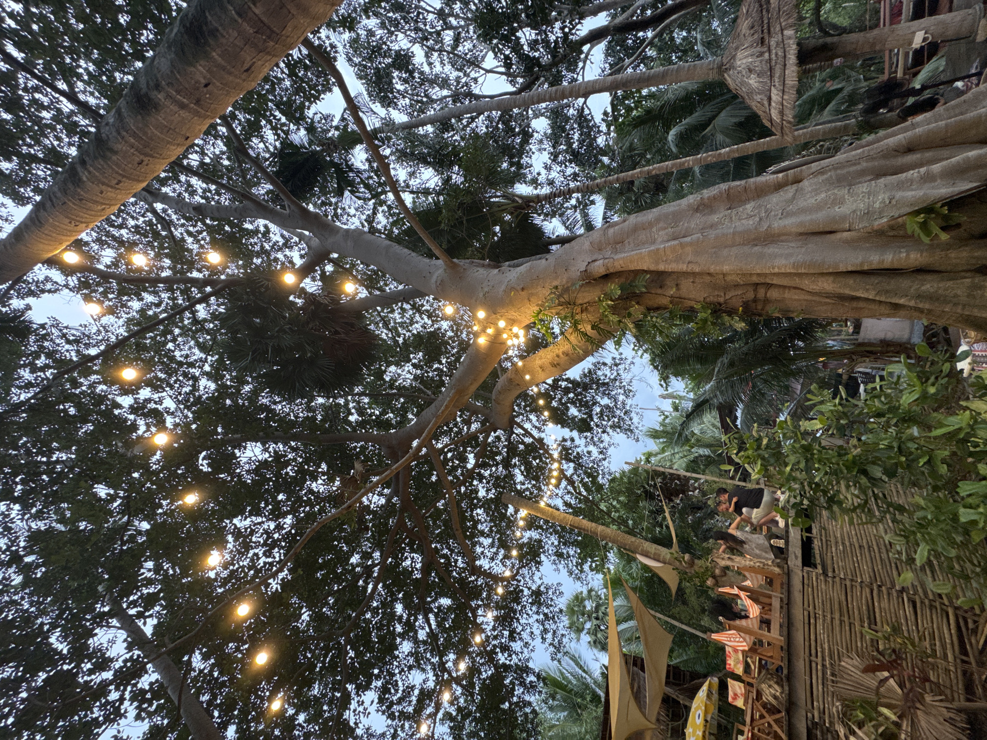 The image depicts an outdoor scene at dusk in a tropical location, likely Karon, Thailand. The foreground is dominated by the massive trunks and branches of trees, possibly banyan or fig trees, which are draped with a string of warm-toned fairy lights. The lights create a festive and inviting atmosphere.
In the background, a rustic, bamboo-constructed structure is visible, suggesting a beachfront bar, restaurant, or resort area. Several people are present, interacting on a raised platform or walkway. Two individuals are particularly noticeable, appearing to be a couple in an embrace. The structure is adorned with several triangular fabric shades, some displaying colorful patterns, adding to the tropical ambiance.
The time of day is clearly evening or dusk, as indicated by the ambient light and the illumination from the fairy lights. The sky is a muted blue, suggesting a calm evening. Lush green foliage and palm trees surround the area, reinforcing the tropical setting. The overall mood is relaxed and celebratory, with the warm lights and the presence of people enjoying themselves. No visible text is present in the image.