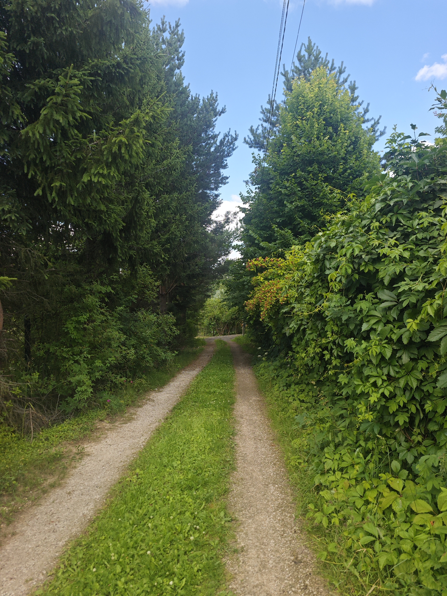 This image depicts a scenic, unpaved road winding through a lush green forest in Khlevino, Russia. The road is flanked by tall, dense trees, with a clear blue sky with scattered white clouds visible above. On the left side, tall evergreen trees dominate, their dark green needles creating a sense of depth and shade. On the right, a vibrant tapestry of green foliage unfolds, featuring a mix of deciduous trees and thick, leafy vines that climb and spread. A section of these vines on the right displays a cluster of small, reddish-brown berries or fruit, adding a touch of color to the verdant scene.
The road itself is a light brown gravel path, showing signs of wear and two distinct tracks, suggesting it is used by vehicles. The grass growing along the edges of the road is vibrant green and appears recently mowed or naturally well-maintained. The overall impression is one of natural beauty and tranquility, suggesting a rural or park-like setting. The lighting indicates it is daytime, likely late morning or early afternoon, given the bright sunlight and clear sky. There are no people or specific objects other than the natural elements and the road, and no text is visible in the image. The scene evokes a peaceful and inviting atmosphere, possibly a pathway leading to a secluded area or simply a scenic route within the countryside.