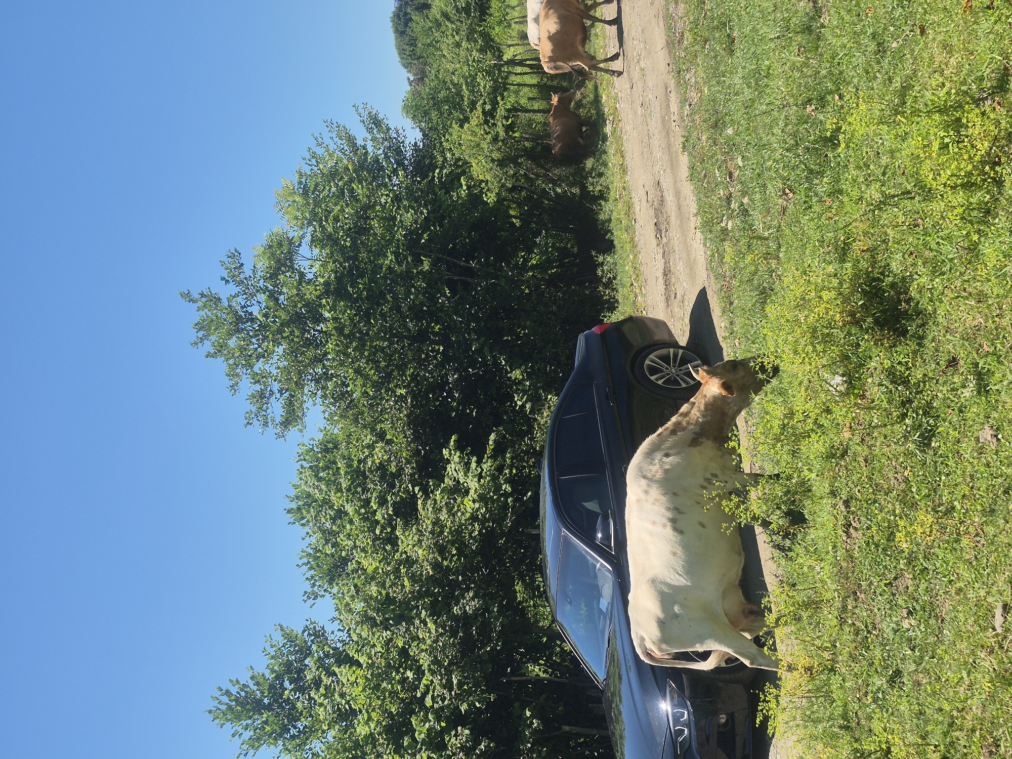 In Darcheli, Georgia, a black BMW sedan is parked on a dirt road beside a lush green field. A light-colored cow with brown spots grazes in the foreground, positioned between the car and the field. In the background, several other cows are visible further down the dirt road, with dense green trees forming a backdrop against a clear blue sky.