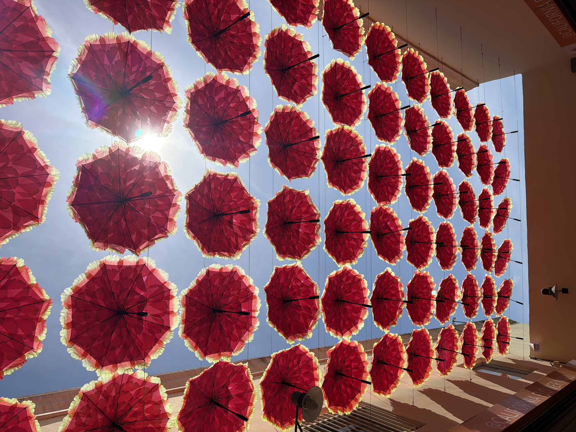 The image depicts an overhead view of a street decorated with numerous red umbrellas suspended by wires across the sky. The umbrellas are open and arranged in multiple rows, creating a canopy effect. They have a decorative ruffled edge in a lighter color, possibly yellow or cream. The sky is visible through the gaps between the umbrellas, with some areas showing bright sunlight, causing lens flare and washing out some of the umbrellas' color.
On the left side of the image, a building facade with a light orange or peach color is visible, casting shadows. There are some vertical lines on the building, possibly indicating architectural features or window blinds. A street lamp with a dark fixture is also visible hanging from the building. On the left side of the building, there is text that appears to read "@CALIFORNI FLOWER MA..." partially visible.
On the right side of the image, another building facade is visible, also in a light orange or peach tone. A sign with text "CALIFORNIA FLOWER" is visible at the bottom right, oriented horizontally.
The scene appears to be an outdoor street or pedestrian walkway, likely in a commercial or tourist area. The umbrellas are a decorative element, suggesting a festive atmosphere or a unique street art installation. The overall impression is bright and vibrant, with the red of the umbrellas contrasting with the blue sky and the warm tones of the buildings.