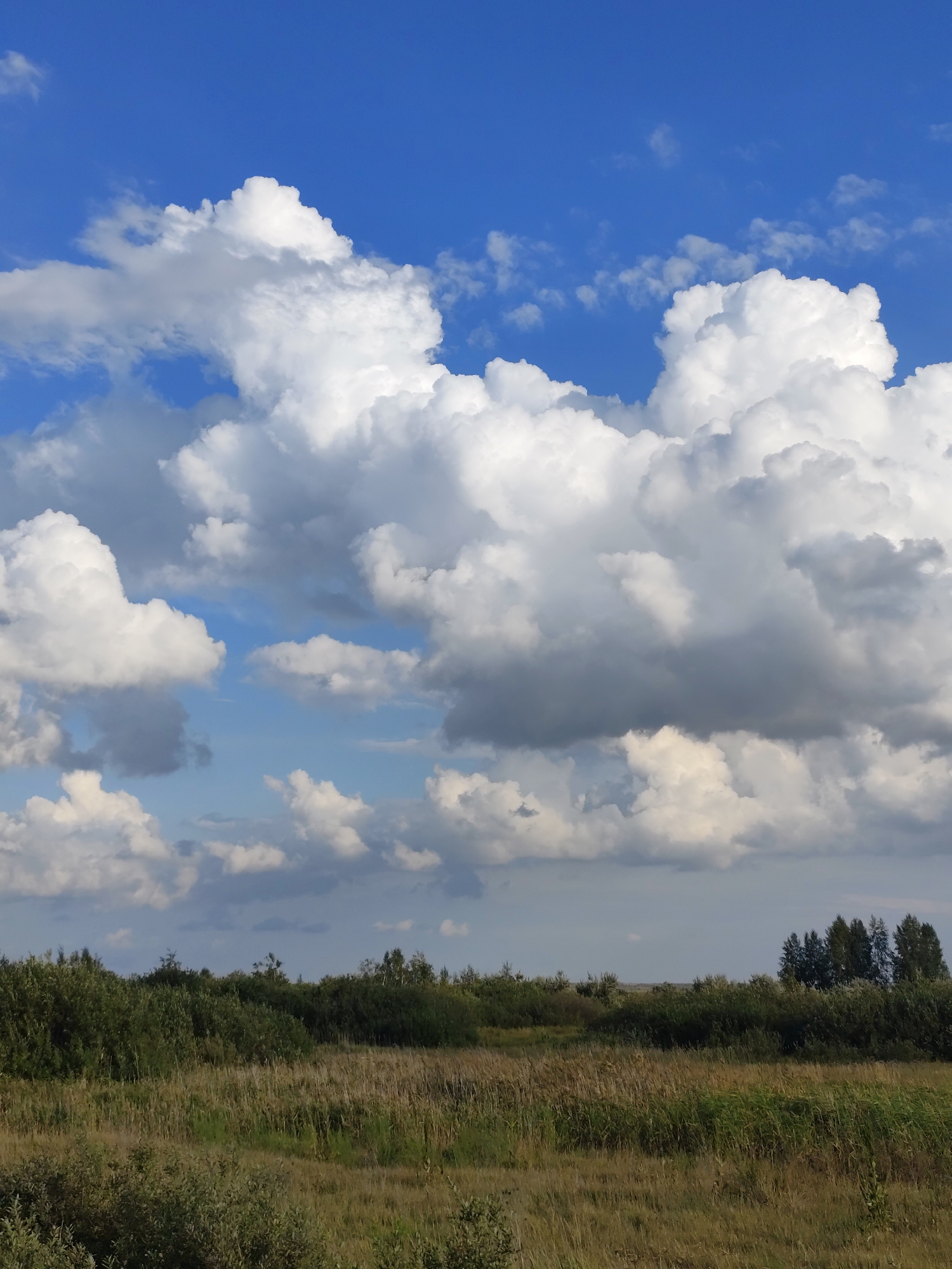 The image depicts a wide landscape under a bright blue sky filled with fluffy white cumulus clouds. The foreground consists of dry, golden grasses and reeds, interspersed with patches of green vegetation. A dense line of dark green trees and bushes forms a natural barrier across the midground. In the distance, a cluster of taller trees stands out against the horizon. The overall impression is of a natural, open rural or semi-rural environment. The specific location is identified as Рощин ауылдық округі, Kazakhstan.