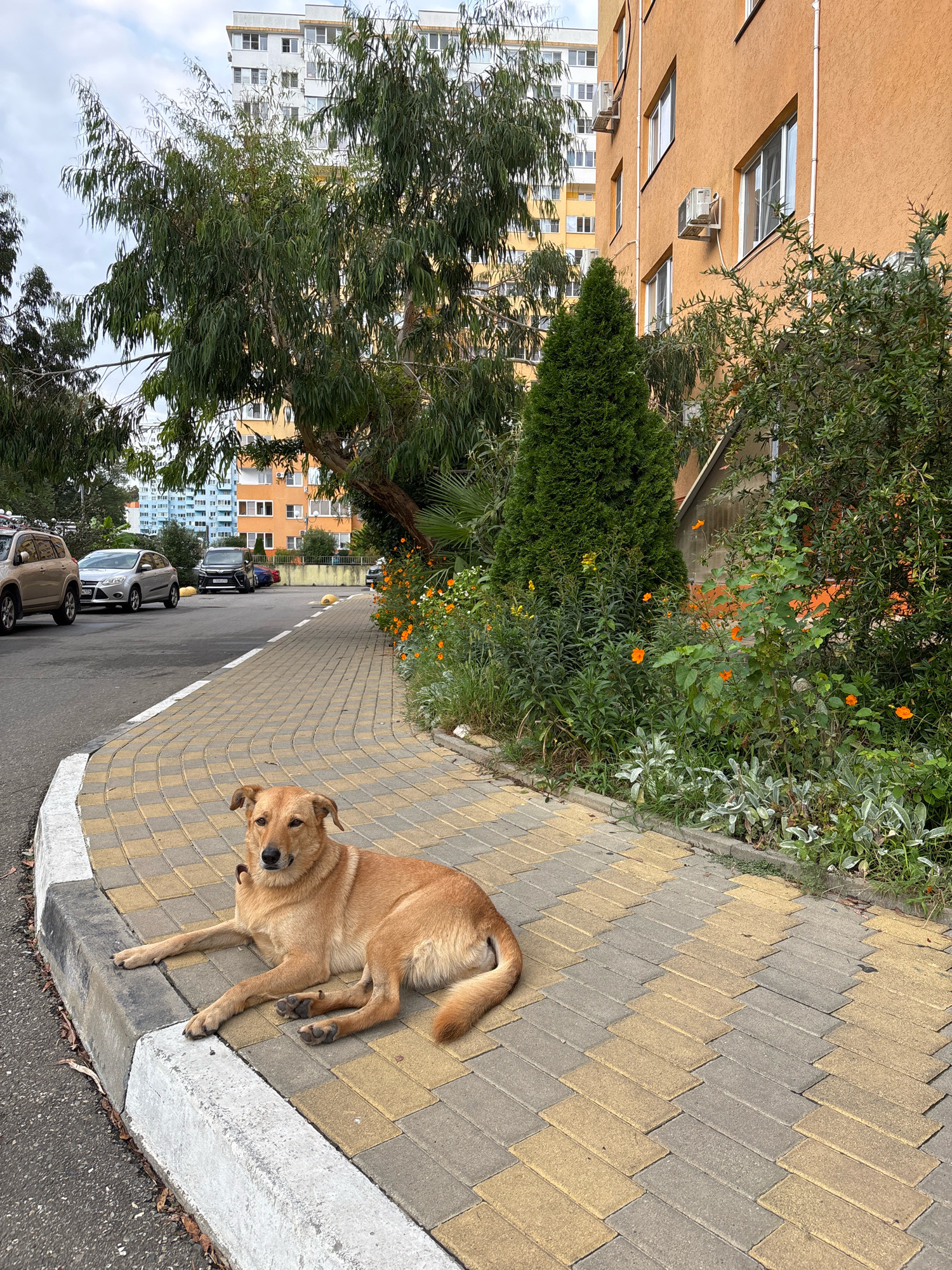 In Razdolnoye, Russia, a medium-sized, light brown dog is lying on a yellow and gray brick sidewalk next to a curb. The dog is facing the camera with its head slightly turned. Behind the dog, there is a patch of green grass and flowering plants, with a tall, dark green evergreen tree behind them. Further back, there are two apartment buildings; one is orange with white window frames and air conditioning units, and the other is a multi-story building with a blue facade. Several cars are parked on the asphalt road to the left of the sidewalk. Lush green trees with long leaves hang over the scene from the left. The sky is overcast.
