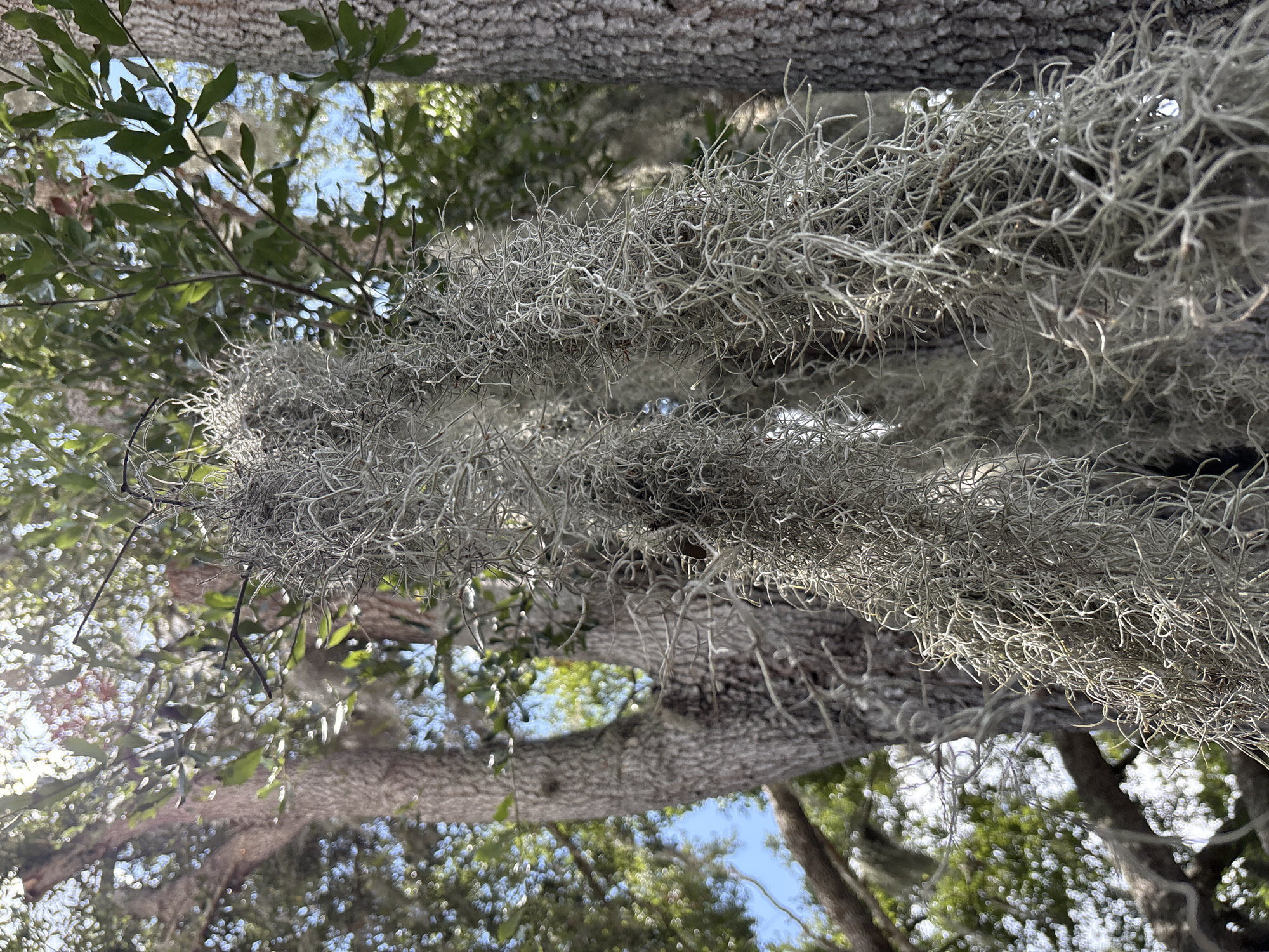The image captures a close-up view of Spanish moss hanging from tree branches in Bradenton, Florida. The moss, a common epiphyte in the southeastern United States, is a pale gray and appears as a tangled mass of fine, hair-like strands. Sunlight filters through the moss and the surrounding green leaves, creating a dappled effect. The background shows out-of-focus tree trunks and branches, as well as glimpses of a bright blue sky. The perspective is looking upward, towards the canopy of the trees. There are no people or specific objects visible, and no activity is taking place. The scene suggests a warm, sunny day, likely in a natural environment such as a park or a wooded area. The overall impression is one of natural beauty and the organic textures of the Southern landscape.