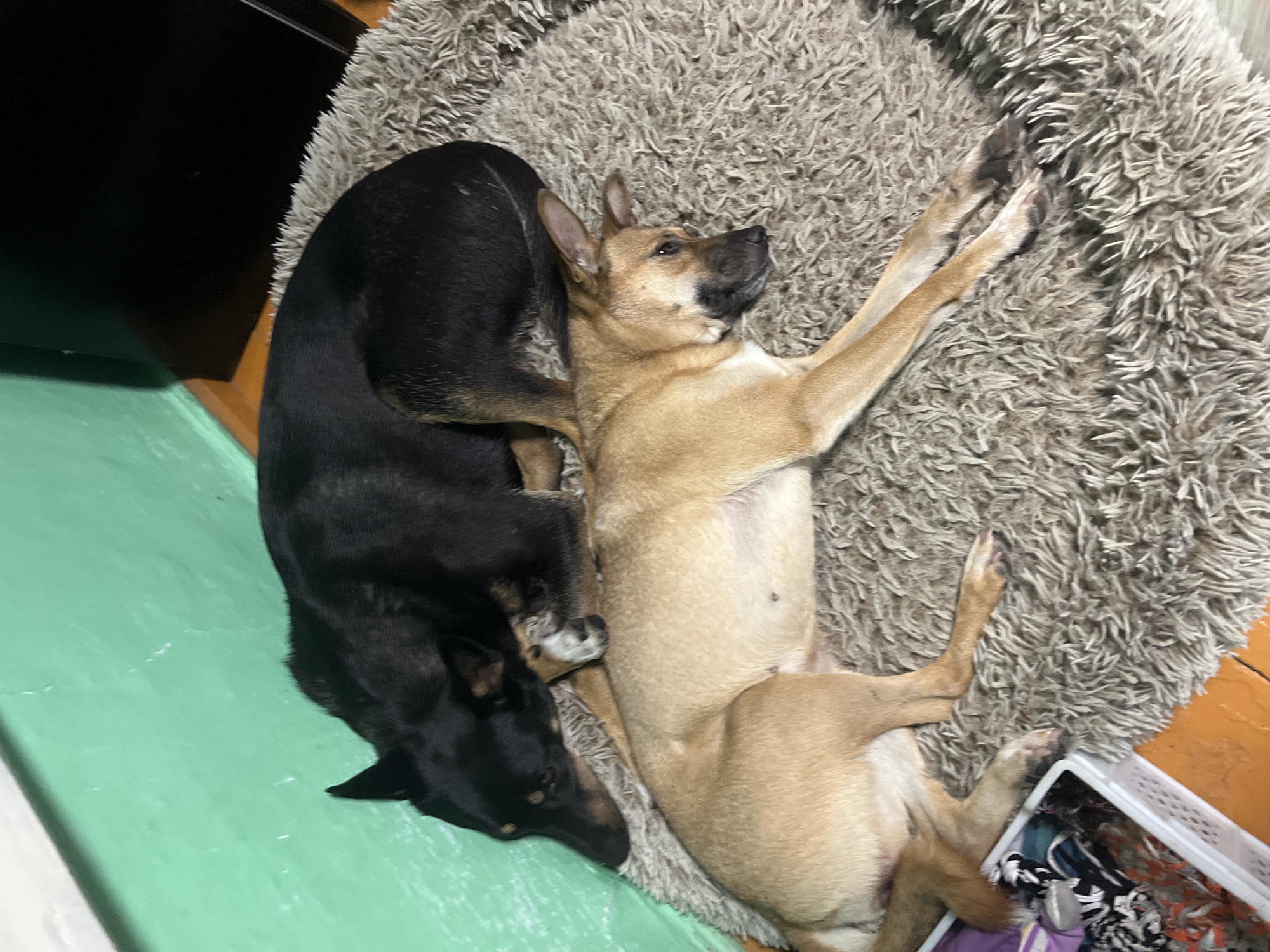 Two dogs are resting on a shaggy, round rug. The dog on top is black with tan markings around its muzzle and ears. It is lying on its side with its head resting on the other dog. The dog on the bottom is tan with black markings on its face. It is lying on its side, stretched out on the rug, with its head turned to the side. A green wall is visible in the background, along with a wooden floor and a black object, possibly a piece of furniture or an appliance. In the lower left corner, a white plastic basket filled with laundry is partially visible. The scene appears to be indoors, likely in a residential setting. There is no discernible connection to Nizhny Tagil, Russia.