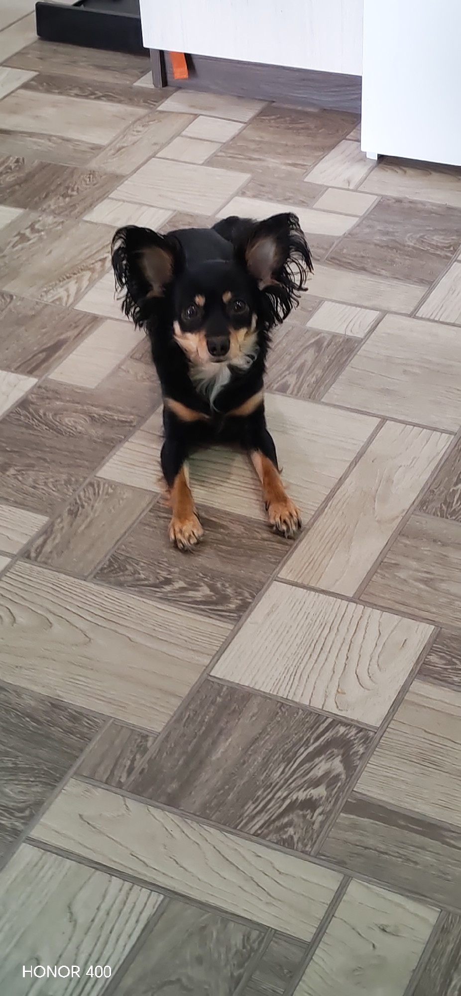 A small, black and tan dog with erect ears sits on a patterned tile floor. The floor is composed of alternating light and dark faux wood tiles, laid in a rectangular pattern. The dog is positioned near a white cabinet. A black object sits on top of the cabinet, slightly out of focus. The photo appears to have been taken indoors with the timestamp "HONOR 400" visible in the lower left corner. There is no evidence to place this image in Noviy, Russia.