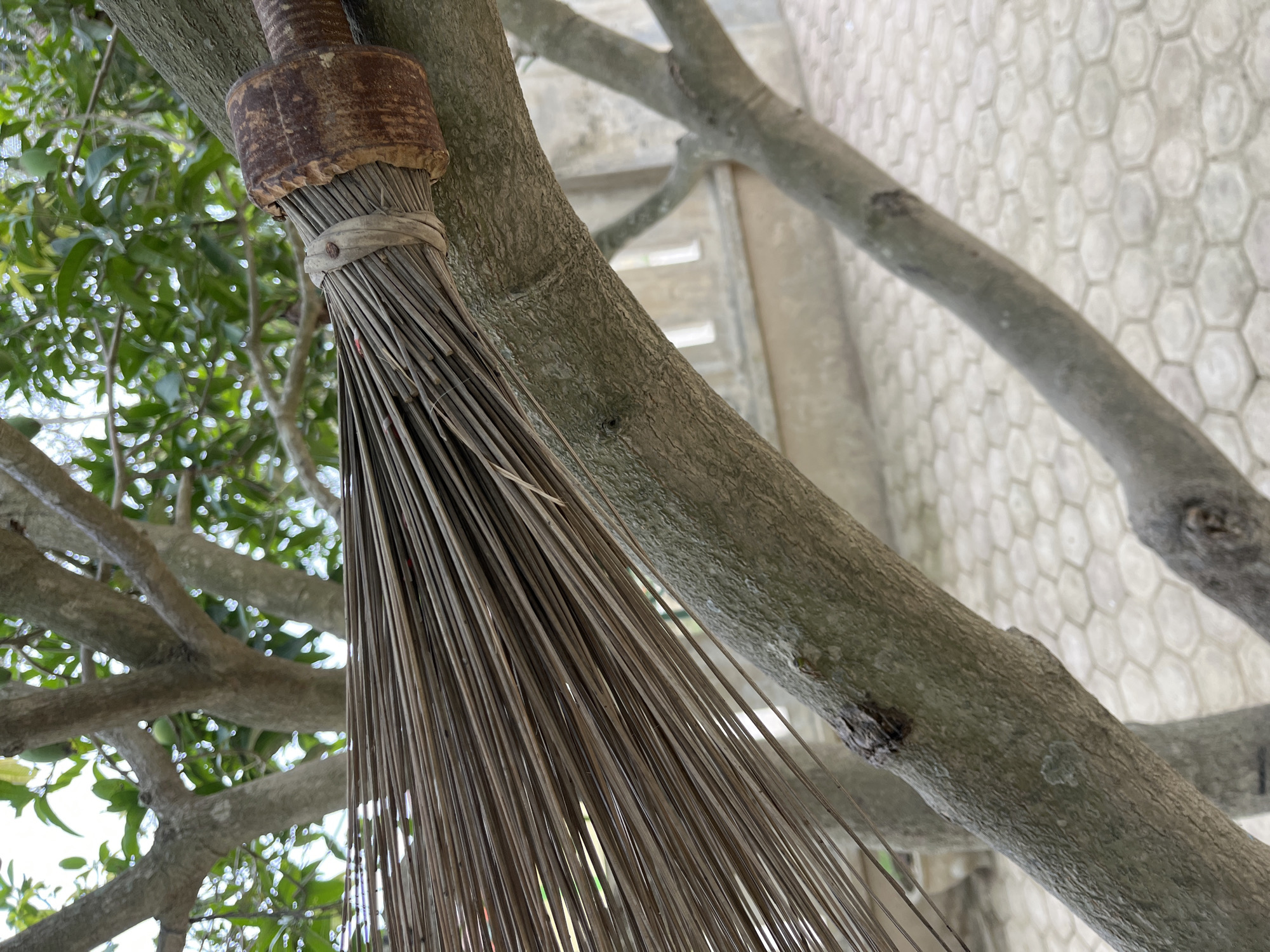 In a rural setting, possibly in Benuaraja, Indonesia, a close-up shot focuses on a broom made of dried coconut fronds. The broom is attached to a thick tree branch with a rusty metal clamp. The tree's bark is rough and textured, with other branches visible in the background, some bearing green leaves and small, unripe fruits. Beyond the tree, a paved walkway with hexagonal tiles is visible, along with the corner of a building and a cloudy sky. The scene suggests an outdoor area, likely a yard or garden, where the broom is stored against a tree.