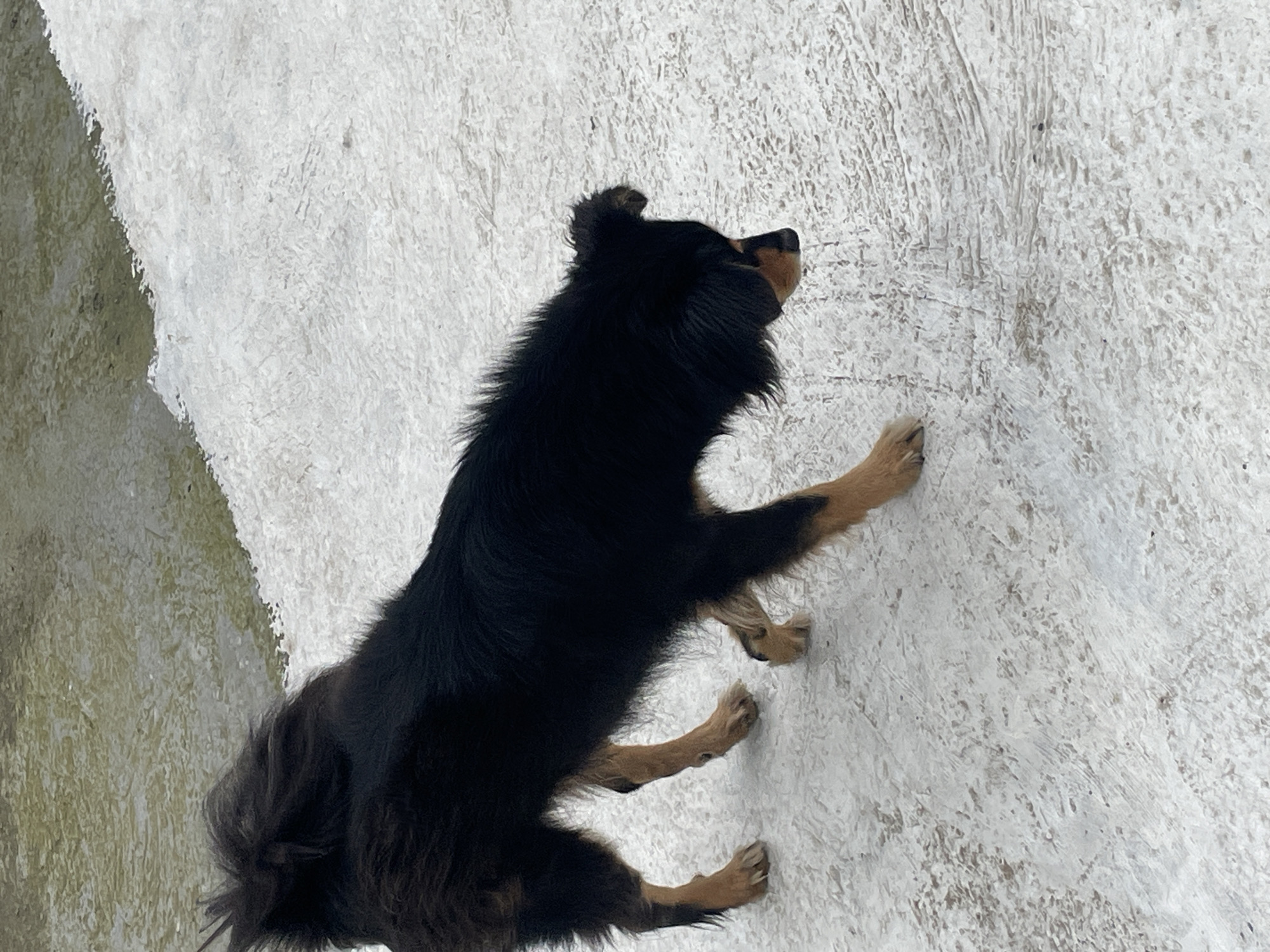 A medium-sized, black and tan dog with a bushy tail is walking on a textured, light-colored surface, possibly concrete. The dog is facing to the right of the frame, with its head lowered as if sniffing the ground. Its fur is shaggy, particularly around the neck and tail. The background shows a murky, possibly wet, greenish-brown area, suggestive of a puddle or stagnant water. The scene appears to be outdoors in an urban or semi-urban environment. The overall impression is of a domestic animal in a somewhat unkempt or natural setting. The location is identified as Bhagsu, India.