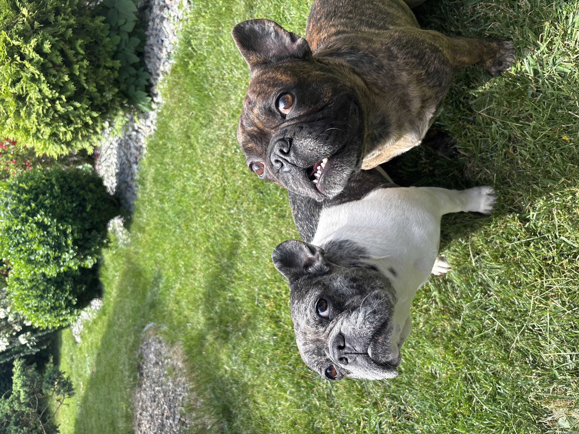 Two French bulldogs, one brindle and one white with brindle markings, are standing on a grassy lawn in front of manicured bushes. The brindle dog on the right is looking upwards with its mouth slightly open, revealing its teeth. The other dog on the left is also looking upwards. The environment appears to be a well-maintained garden or backyard.