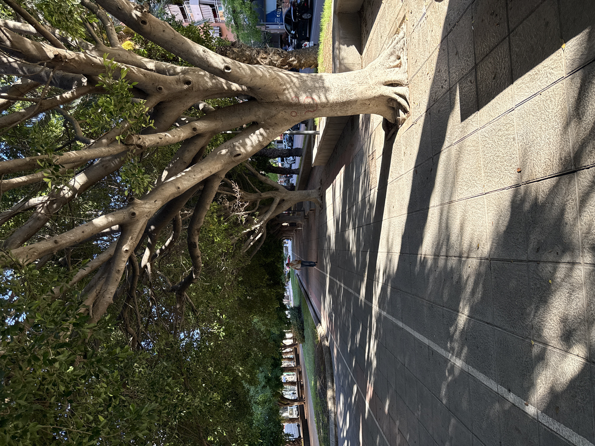 Here is a detailed description of the image:
The image shows a row of trees planted along a sidewalk in an urban environment. The trees have thick trunks that extend horizontally before branching upwards, creating a canopy overhead. The branches and leaves cast shadows on the tiled sidewalk, which also features white lines running along its length. In the distance, a person is walking along the sidewalk. Buildings and parked cars are visible on the far side of the street.