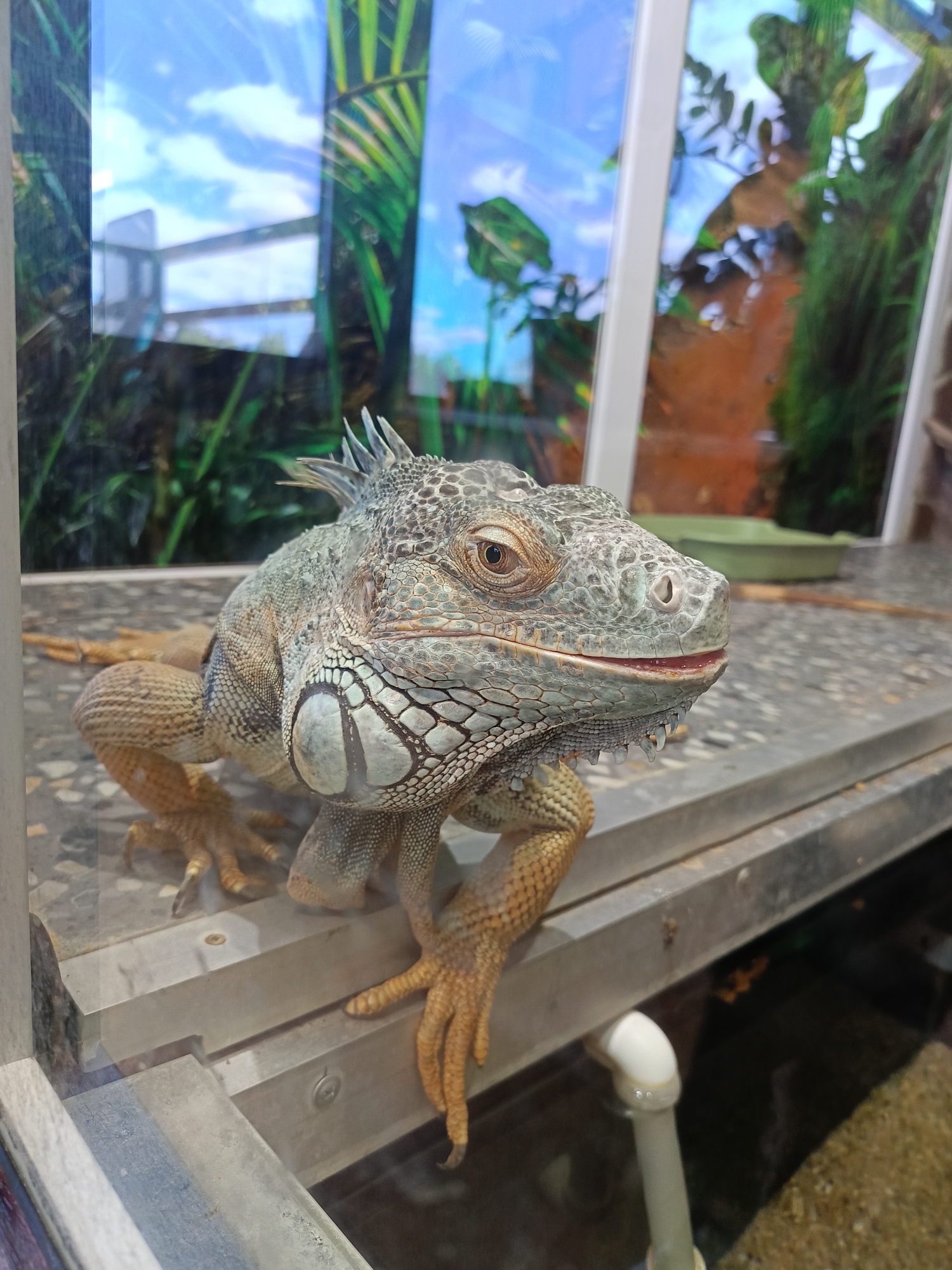 A close-up shot depicts a large green iguana perched on a gray metal platform. The iguana is positioned near a glass enclosure, partially visible in the background. Reflections on the glass show foliage and a sky with scattered clouds. The iguana has a spiky crest running down its back and a distinctive dewlap under its chin. The scales are a mix of green and gray. Its feet have long, prominent claws. A white PVC pipe is seen below the platform. The location is Unknown, Unknown.