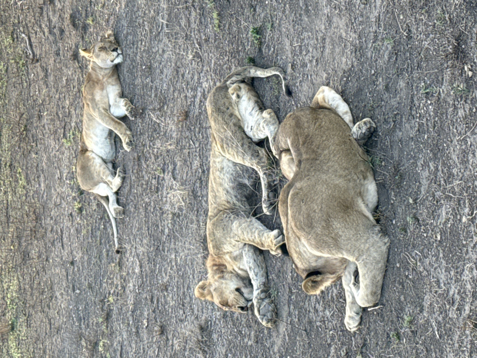 The image displays three lions resting on dry, sparsely vegetated ground in Sinoni, Tanzania. In the background, a light-tan adult lion lies on its right side, head turned left, with eyes closed, appearing to be asleep. In the midground, another lion, slightly smaller and also light-tan with subtle darker markings, rests on its left side, head turned left with closed eyes. Its right front paw is extended forward. In the foreground, a third, larger lion lies on its left side, facing away from the viewer, with its head turned to the right. All three animals are stationary and appear to be in a state of sleep or deep rest. The environment consists of packed dirt with scattered patches of dry, short grass.