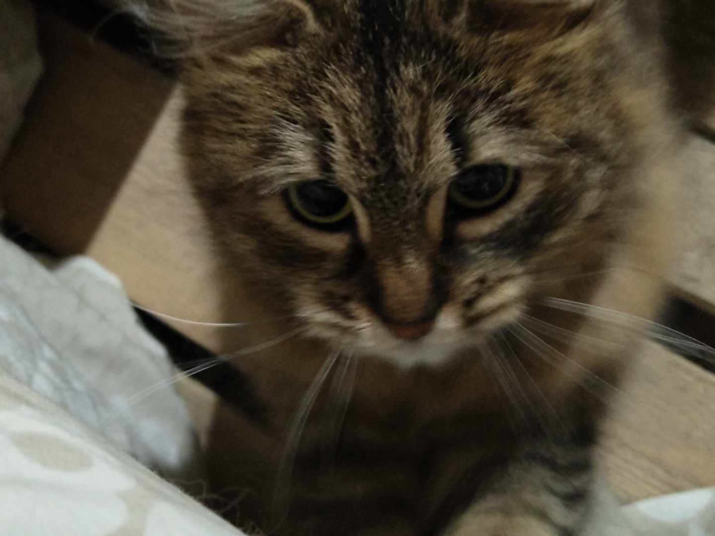 A close-up shot focuses on a brown tabby cat with green eyes. The cat is positioned in front of a blurred background of wood flooring and a patterned white fabric. The location is Unknown, Unknown.