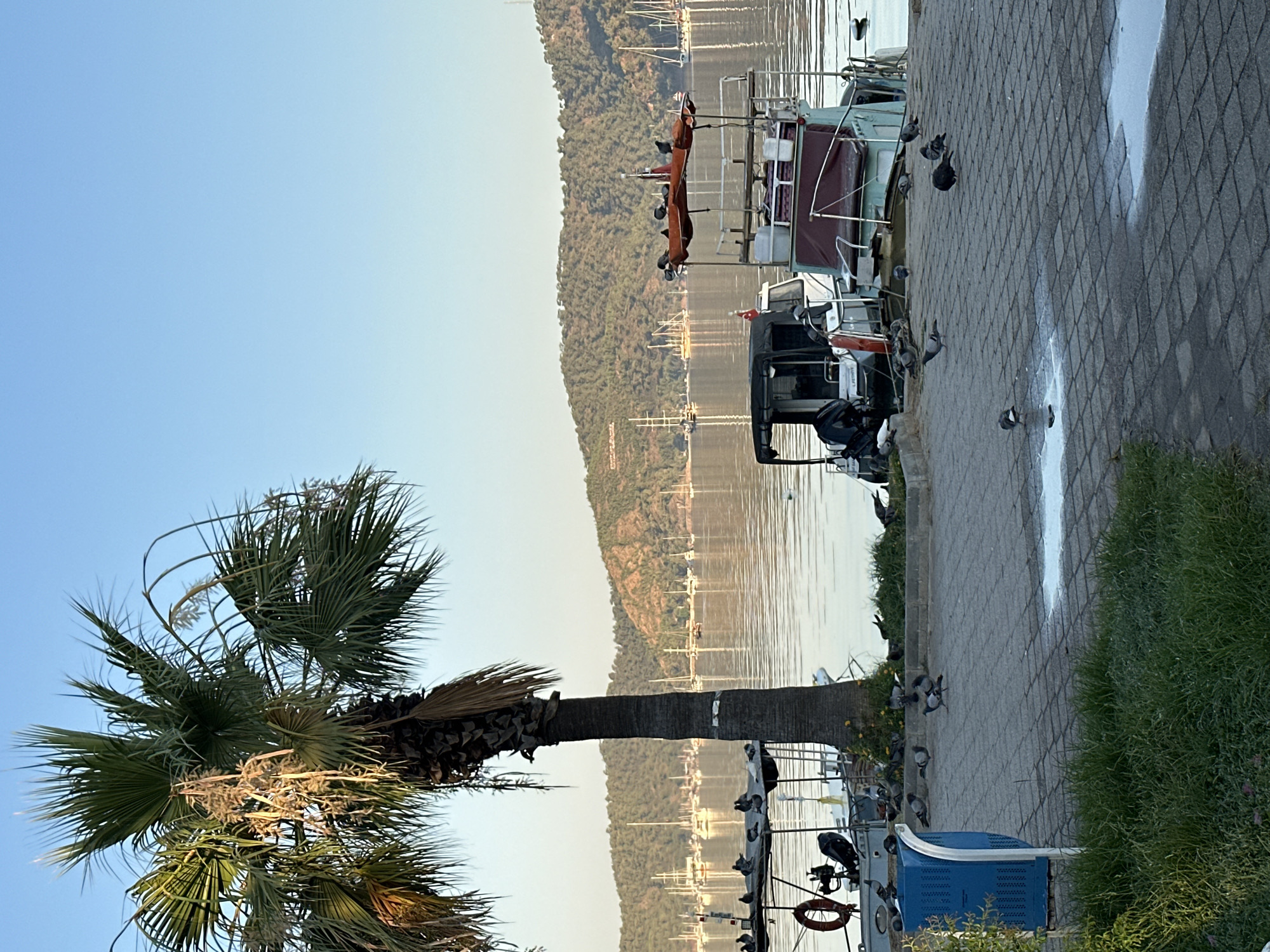 The image depicts a serene harbor scene in Fethiye, Turkey, likely during the early morning or late afternoon due to the soft lighting. In the foreground, a paved walkway is populated by several pigeons, some gathered near a blue trash receptacle and others scattered across the cobblestones, with a small puddle reflecting the sky. A large palm tree with fronds partially obscuring the view stands prominently on the left.
Adjacent to the walkway are several boats docked in the water. One boat, partially visible, has a red life preserver attached to its side. Another boat, more centrally located, features a dark canopy and appears to be a smaller vessel. Further into the water, numerous sailboats and larger vessels are anchored, their masts creating a delicate silhouette against the calm, reflective surface of the sea.
The background is dominated by rolling, tree-covered hills that rise gently from the water's edge. The sky is a clear, pale blue, transitioning to a lighter hue near the horizon. The overall atmosphere is peaceful and tranquil, characteristic of a quiet morning in a coastal town. There are no people visible in the image.