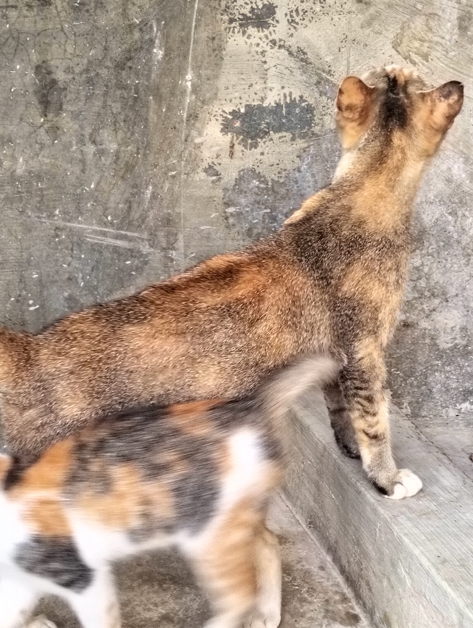 In Payagaboh, Indonesia, two cats are visible in an outdoor setting. One cat, a tabby with shades of brown and black, is standing and facing away from the camera, looking to the right. Its tail is partially obscured by the other cat. The second cat is mostly visible from the chest down, and is a calico with patches of white, orange, and black. It appears to be lying down or in a crouched position. Both cats are on a grey, concrete surface which appears to be a step or ledge. The background is a weathered, grey concrete wall with visible texture and some staining.