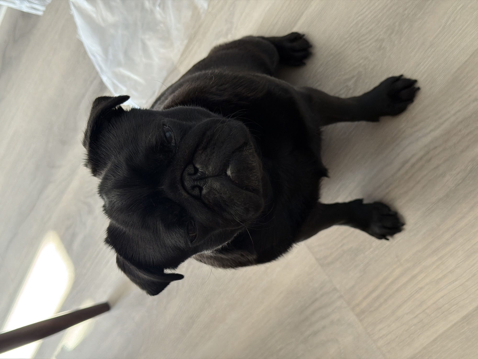 A black pug dog is sitting on a light-colored wooden floor. The dog is facing the camera with a slightly grumpy expression. Sunlight is streaming in from the left, casting shadows on the floor. In the background, there is a white object, possibly a bag or a piece of furniture, and the leg of a dark wooden chair. The overall scene is domestic and appears to be indoors. This image does not contain any information regarding the city of Sirius, Russia.