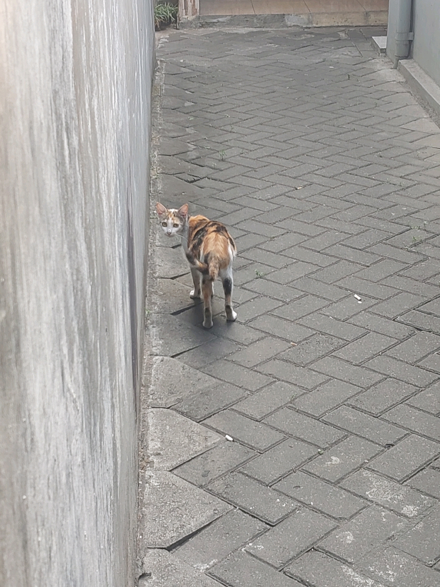 A calico cat with orange, black, and white patches looks back over its left shoulder at the camera. The cat is standing on a gray, brick-paved walkway. The walkway is bordered on the left by a textured, off-white concrete wall. The wall casts a shadow on the walkway. In the background, the walkway continues and appears to be a narrow alleyway. The scene is likely outdoors, and the lighting suggests it is daytime. The image quality is moderate, with some blurriness. The location is specified as a street in the city of Malang, Indonesia, based on contextual information. There are no other people or animals visible in the frame.