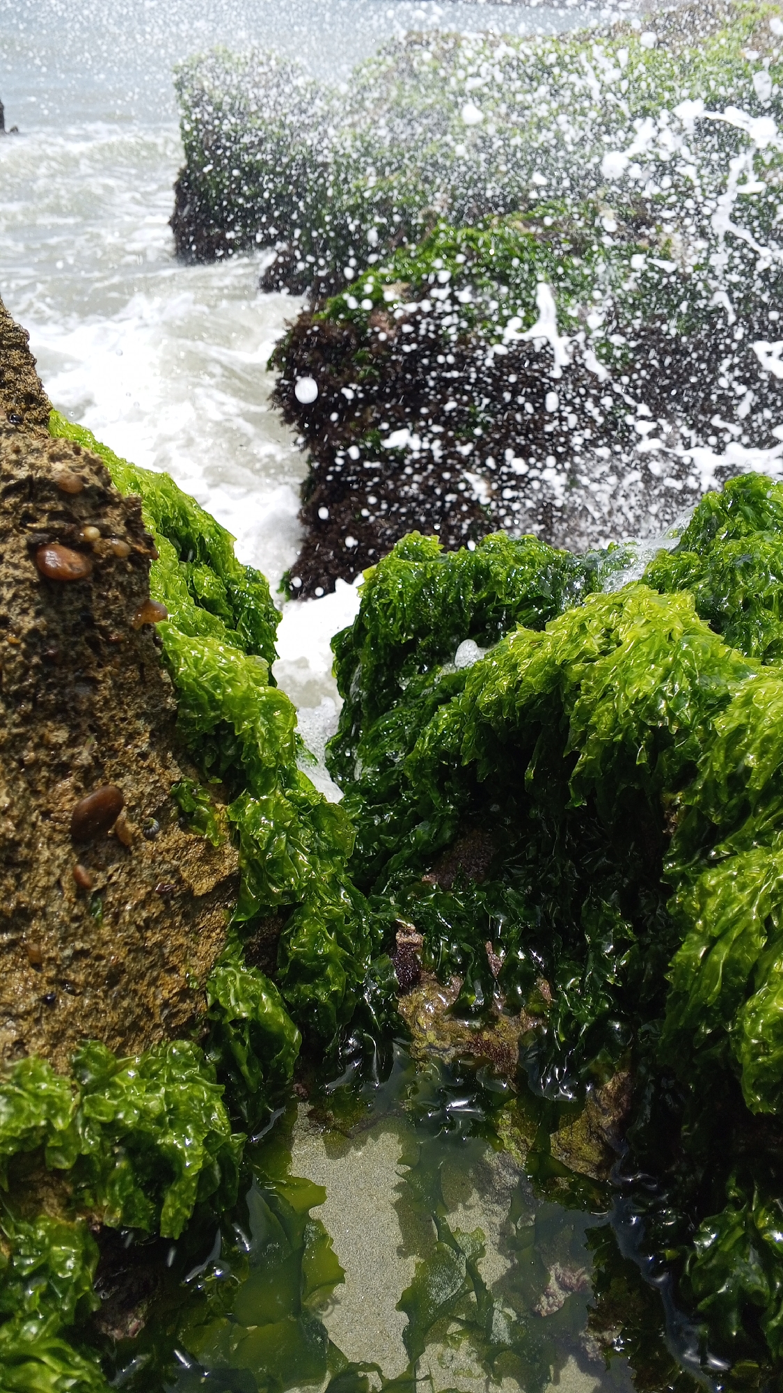 The image depicts a rocky shoreline in Juan Griego, Venezuela, where waves crash against rocks covered in vibrant green algae. The foreground features a tide pool, reflecting sunlight on the sandy bottom. Water droplets are suspended in the air, a result of the waves impacting the rocky formations. The rocks are dark-colored, partially submerged, and coated in algae. The ocean water appears foamy and turbulent.