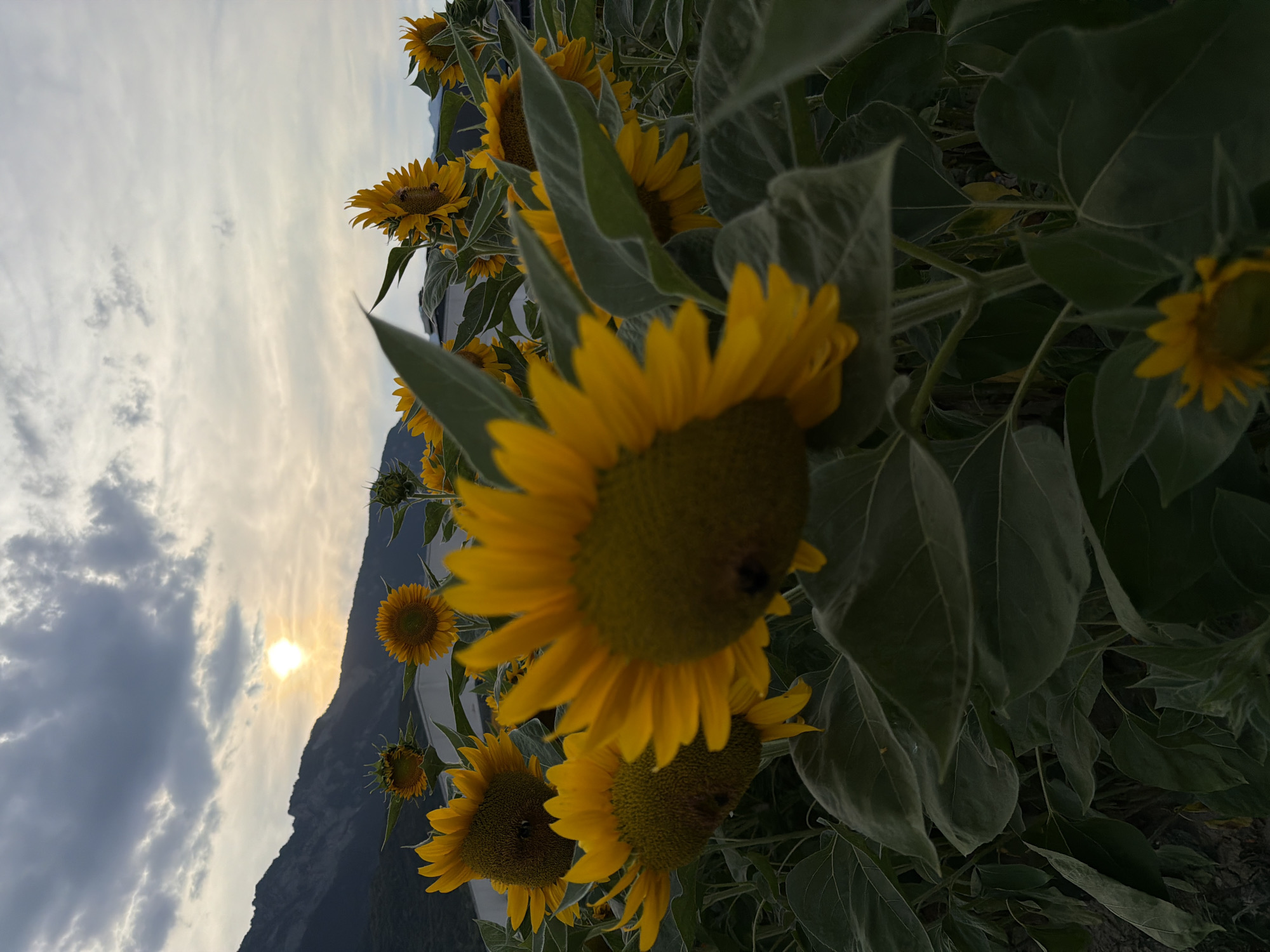 An outdoor, low-angle, vertical shot captures a close-up view of sunflowers against a dramatic cloudy sky at sunset. The foreground is dominated by large, fuzzy, dark green leaves and the bright yellow petals and dark centers of several sunflowers. One sunflower in the mid-ground is in sharp focus, its petals reaching towards the viewer. In the background, a mountain range is silhouetted against the setting sun, which appears as a bright, hazy orb surrounded by lighter clouds. The sky is filled with dramatic, dark grey clouds interspersed with patches of brighter sky, suggesting twilight. The scene suggests a sunflower field located in the vicinity of Collombey-le-Grand, Switzerland, with the mountains indicating the presence of the Alps. There are no people visible in the image.