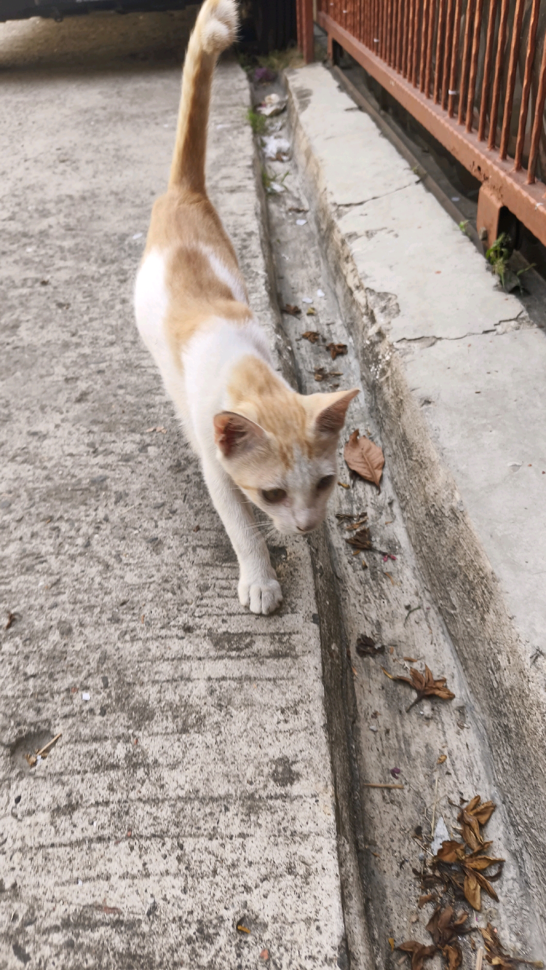 A ginger and white cat walks on a concrete surface. The cat is facing towards the right of the frame, with its head slightly lowered. Its tail is raised and curved. To the right of the cat, there is a concrete drainage ditch filled with dry leaves and some debris. Beyond the ditch, a rusty metal fence with vertical bars is visible. The environment appears to be an outdoor urban setting, possibly a street or alleyway. The image is taken from a slightly elevated perspective, looking down at the cat and its surroundings. Based on the style of the fence and the overall aesthetic, this scene could plausibly be located in Bekasi, Indonesia, a region known for its urban landscapes and common presence of stray cats.