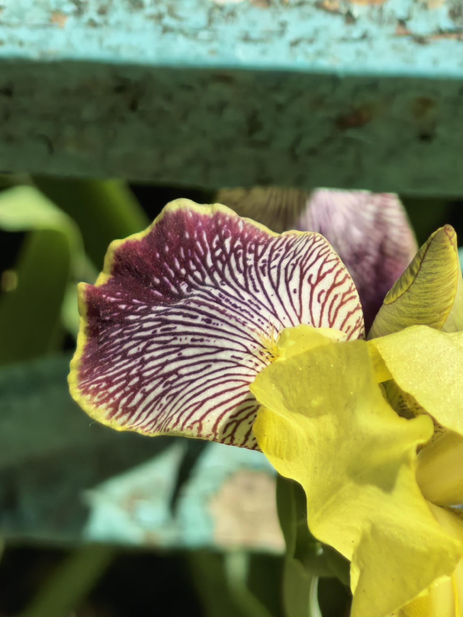 A close-up photograph shows a partially obscured flower with yellow petals on the right and a petal with dark purple veins on a white background on the left, partially hidden behind what appears to be a turquoise wooden structure. Green foliage is visible in the background. The location is not discernible from the image.