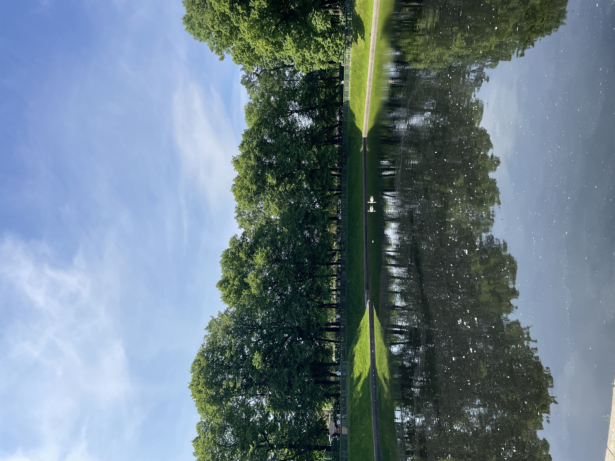 The image depicts a tranquil scene in a park, likely in Saint Petersburg, Russia, given the architectural style of the fence and the lush greenery. In the foreground, a dark body of water reflects the surrounding environment. Two white swans are visible swimming near the edge of the water. Behind the water, a vibrant green lawn slopes upwards, bordered by a decorative green metal fence. A line of mature, leafy green trees forms a backdrop, casting shadows on the grass. Beyond the trees, glimpses of people can be seen walking and socializing, suggesting a public park setting. The sky above is a clear blue with wisps of white clouds, indicating pleasant weather. The overall impression is one of peacefulness and natural beauty within an urban landscape.