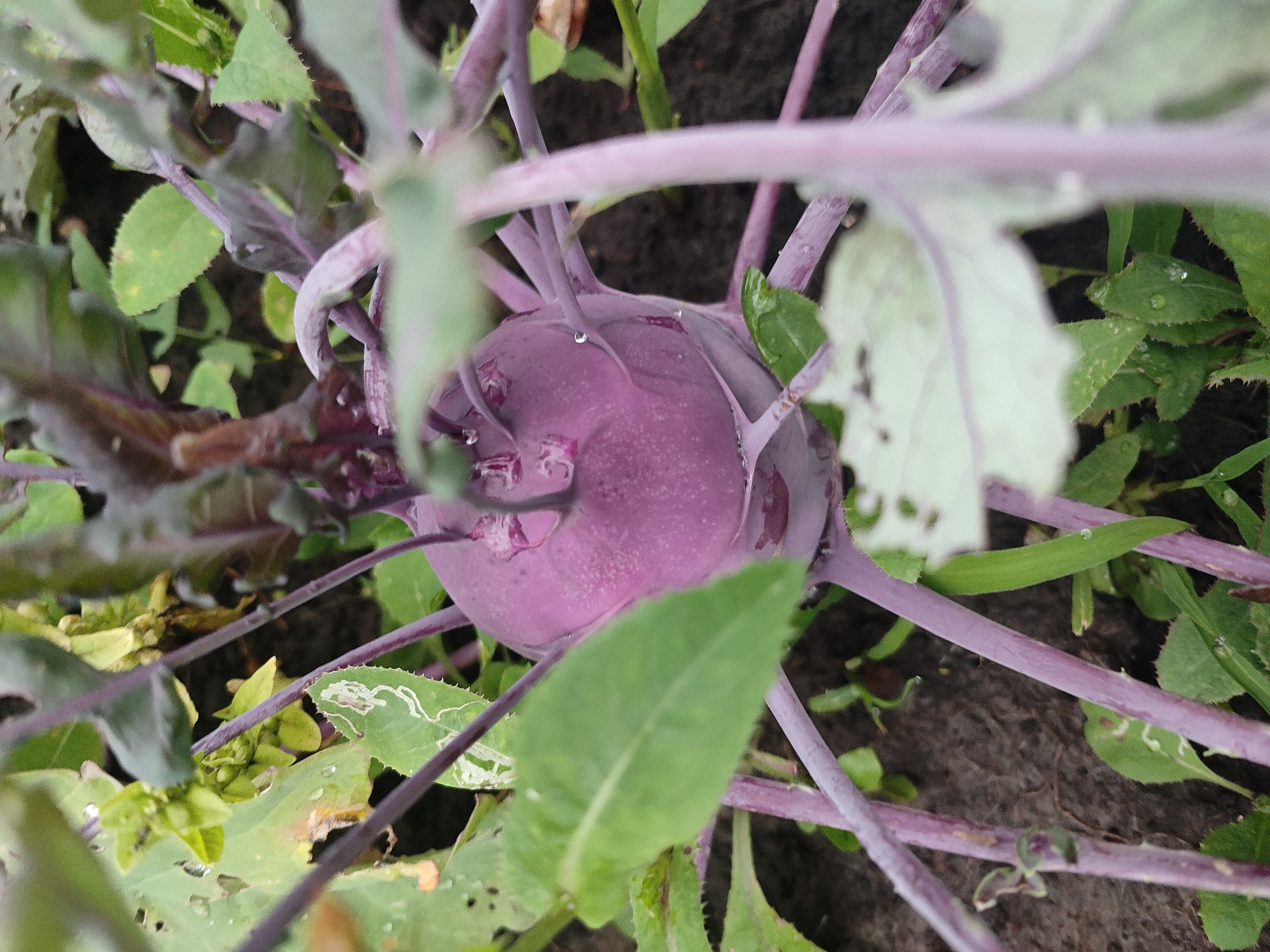 The image shows a close-up of a kohlrabi plant with a purple bulb in a garden setting. The kohlrabi bulb is the primary subject, with its rounded shape and purple skin visible. Purple stems and green leaves surround the bulb. Some leaves show signs of damage, with holes and white markings that could be from insects or disease. There are water droplets on some of the leaves and stems, suggesting recent rain or watering. The background consists of dark soil and other green foliage. The scene is natural and appears to be an outdoor garden. The location is Il'bukhtino, Russia.