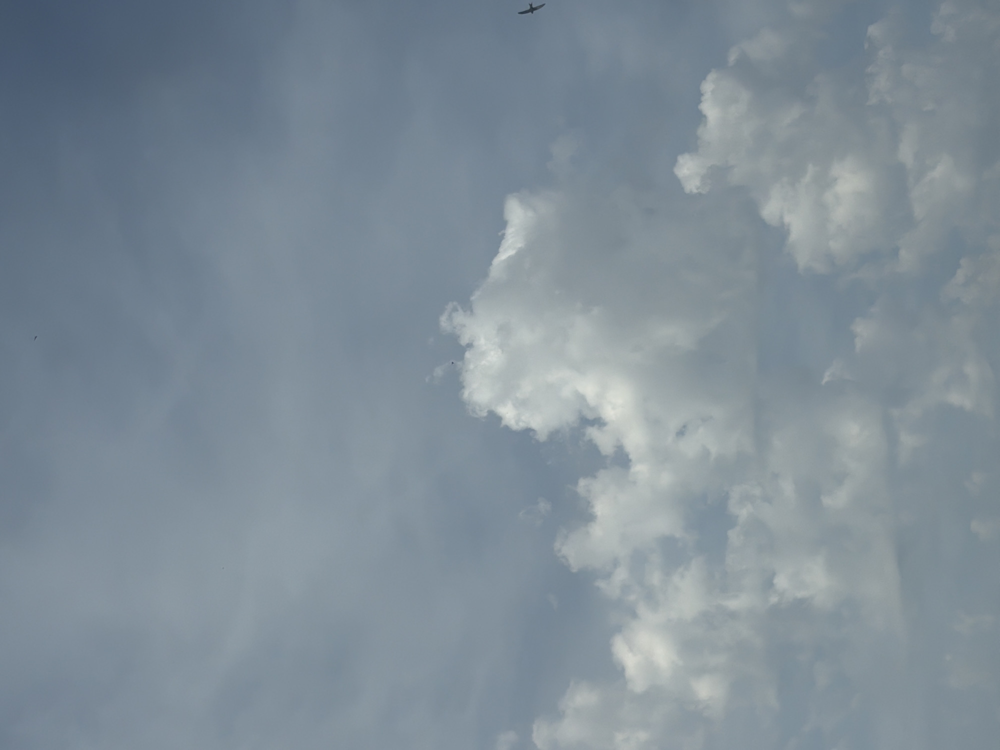 A serene sky above Burgas, Bulgaria, is captured in this vertical, wide-angle shot. A few scattered birds gracefully navigate the expanse of soft, grey-blue clouds. The clouds, ranging from wispy formations to denser, cumulus shapes, create a textured canvas against the pale sky. The overall atmosphere is peaceful, with the vastness of the sky dominating the frame.