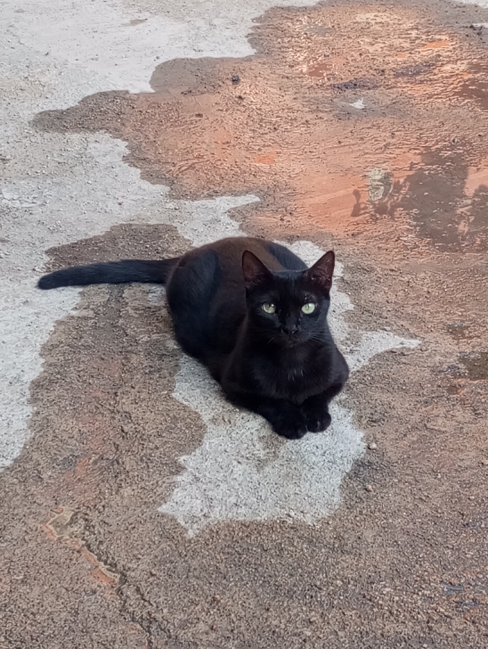 A black domestic feline with green eyes is observed resting on a textured concrete surface in Guacara, Venezuela. The cat is positioned centrally, facing directly towards the observer. Its fur is uniformly black, and its front paws are tucked beneath its chest. The ground exhibits irregular patches of moisture, suggesting recent wetting, and varies in tone from light gray to darker brown. No other individuals or discernible objects are present in the immediate environment.