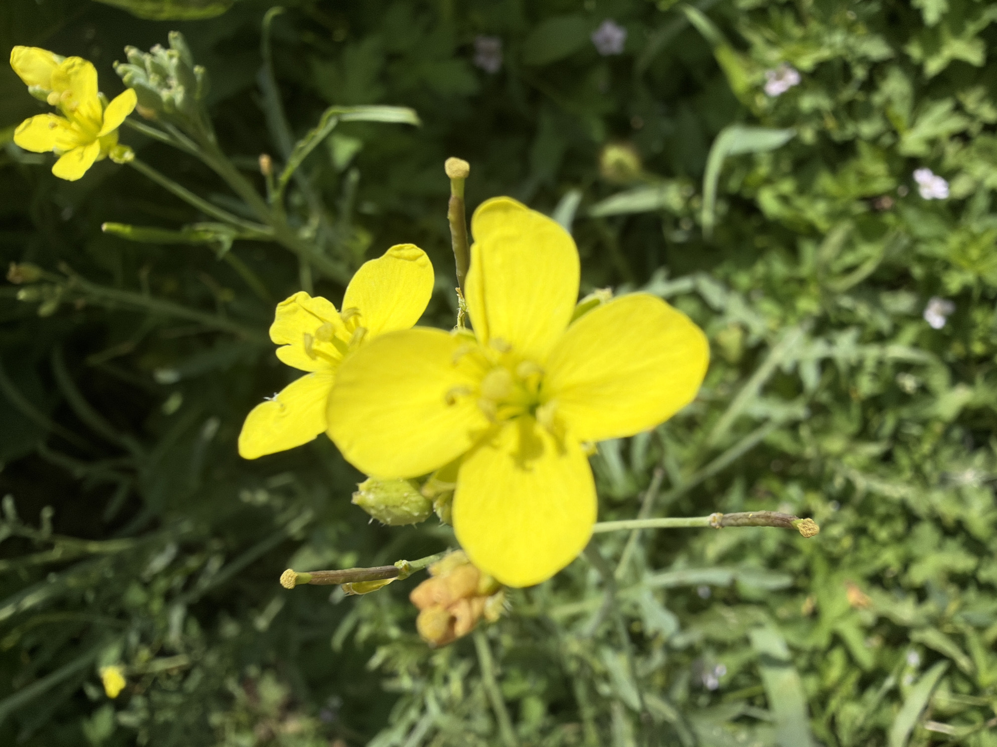 This is a close-up, top-down shot of a vibrant yellow flower with four petals, set against a blurred green background of foliage. The flower is in sharp focus, revealing intricate details like its stamen and pistil at the center. Two other yellow flowers, out of focus, are visible in the upper right and upper left portions of the image, suggesting a garden or wild patch of flowers. The overall impression is one of natural beauty and delicate detail. The location in Novosibirsk, Russia, is not discernible from the image itself; it depicts a natural scene that could be found in many outdoor environments.