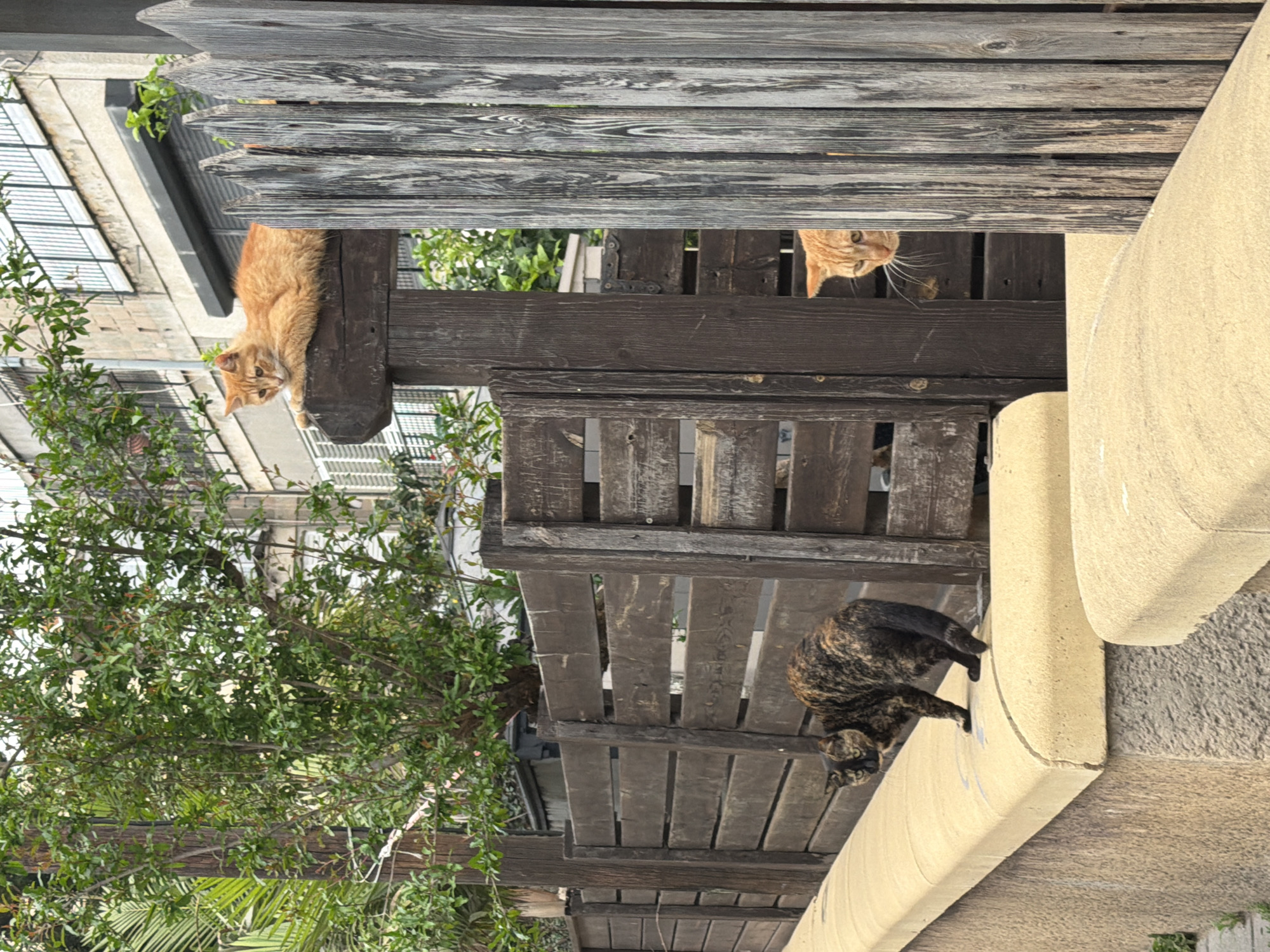 The image shows a scene with three cats on and around a wooden pergola or structure in an urban environment.
An orange cat rests on a wooden beam, another orange cat peeks out from between the wooden slats above. A calico cat is positioned on a light-colored ledge. The structure is partially obscured by greenery, including a small tree or shrub. Buildings are visible in the background, suggesting an urban setting.
The location is the city of Tel-Aviv, Israel.