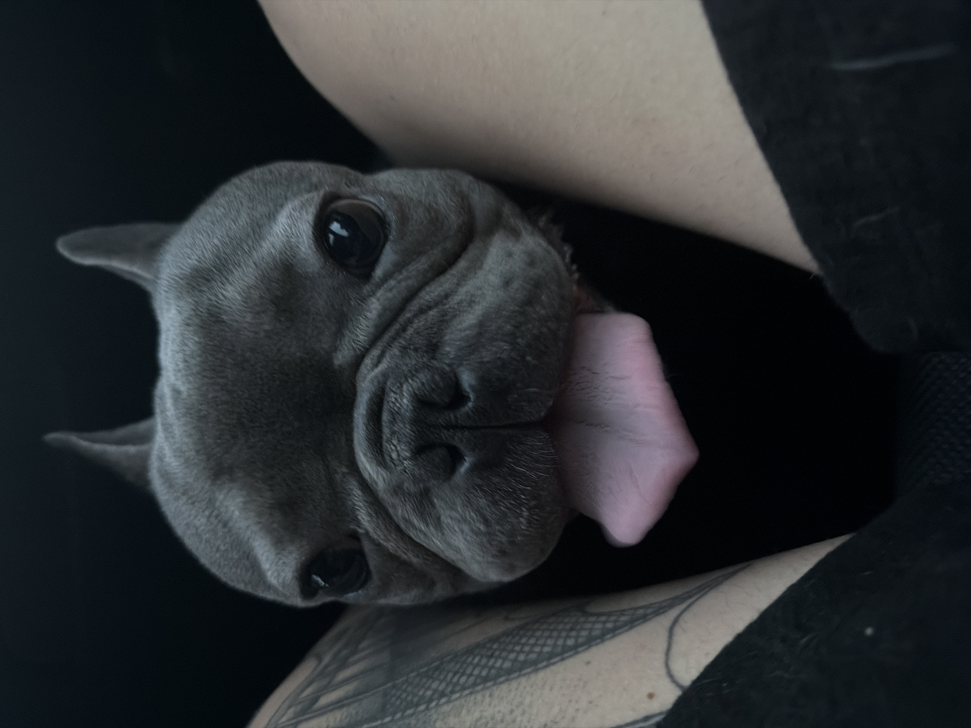 A blue-grey French Bulldog is positioned centrally, facing directly towards the viewer with its tongue extended downwards and slightly to the left. The dog has large, dark eyes with distinct reflections of light sources. Its prominent, erect "bat ears" are visible at the top of its head. The dog's muzzle features characteristic wrinkles. On the left side of the frame, a segment of a human limb, likely an arm or leg, is visible, featuring extensive black tattoo work with linear and patterned designs on light skin. On the right side, another segment of a human limb, also with light skin, is visible and appears untattooed. Dark fabric, consistent with clothing, is visible at the bottom edges of both human limbs. The background is uniformly dark and undifferentiated, suggesting an indoor or low-light environment.