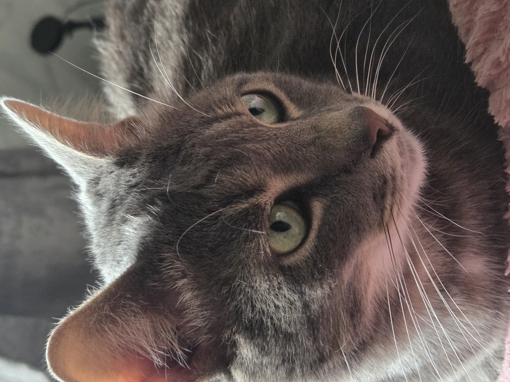 The image shows a close-up of a grey tabby cat's face. The cat has green eyes and white whiskers. It appears to be lying down on a pink, fuzzy surface. The background is dark and out of focus, with a hint of a black object that might be a microphone stand. The lighting suggests an indoor setting. There are no people present in the image. The location is Unknown, Unknown.
