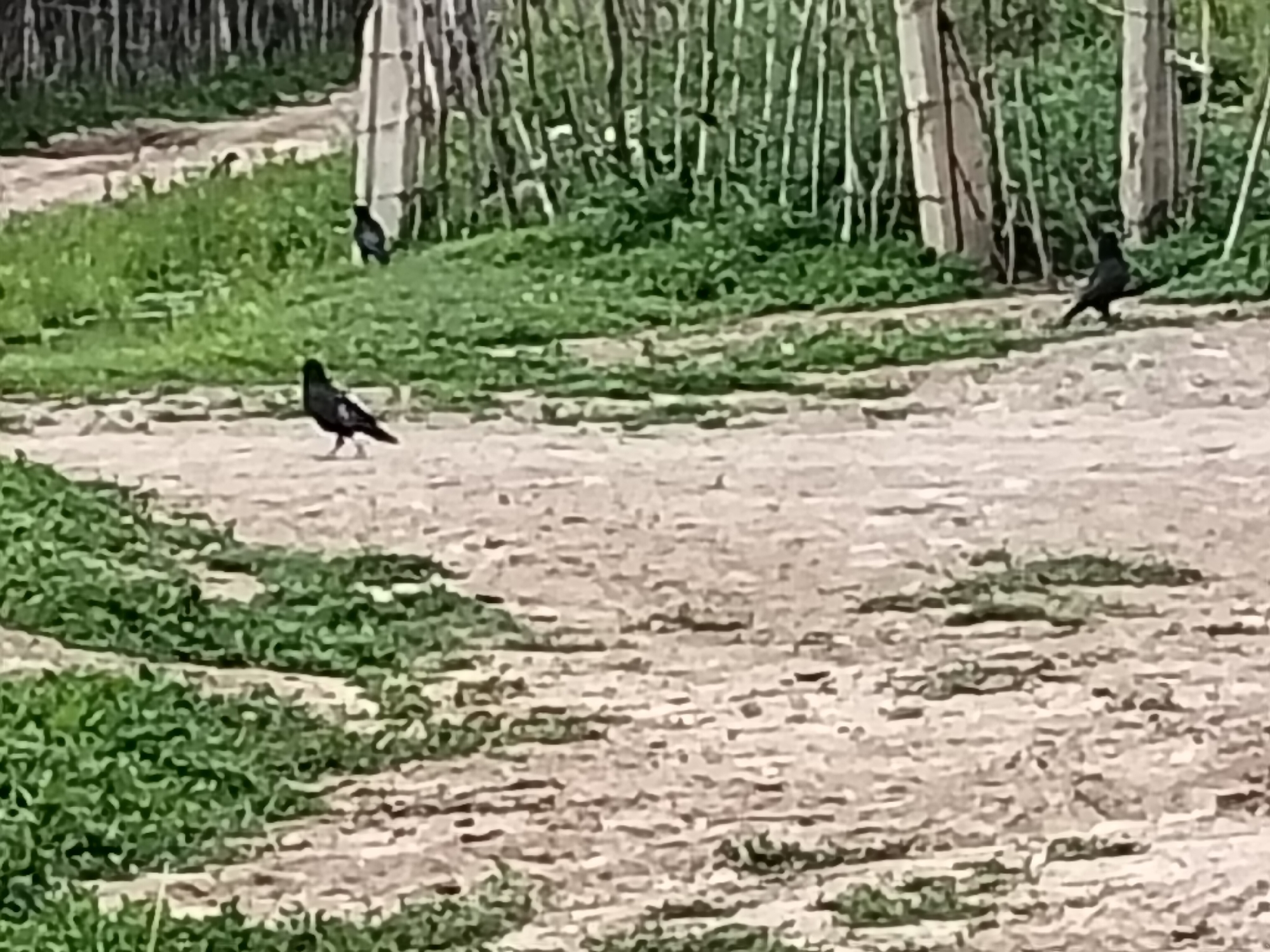 In Terek-Suu, Kyrgyzstan, a dirt path runs through a grassy area bordered by trees. Two birds, likely pigeons, are visible on the path. One bird is in the foreground, facing left, with its wings slightly spread. Another bird is further back, on the right side of the path, facing right. The scene appears to be outdoors in a natural, possibly rural, setting.
