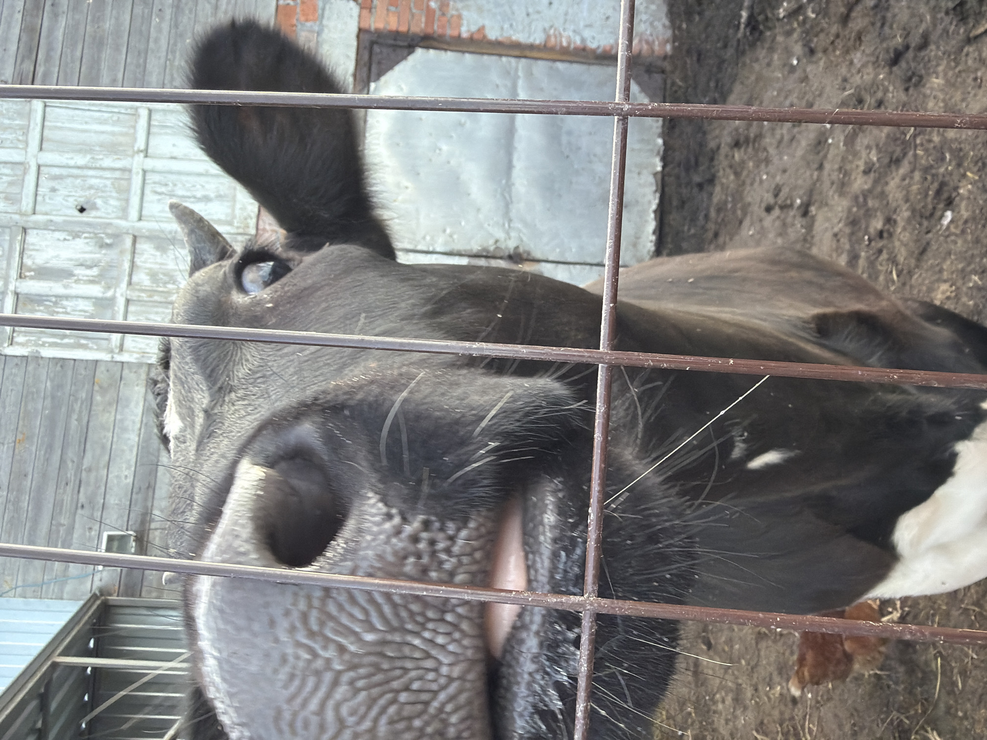 A close-up, slightly angled view shows a black and white cow behind a metal wire fence. The cow's face, with its large textured nose, occupies the foreground. Its left ear is prominent, and a small horn is visible. Behind the cow, the environment includes a weathered wooden structure on the left, a gray wall partially covered with brick in the center, and soil on the right.