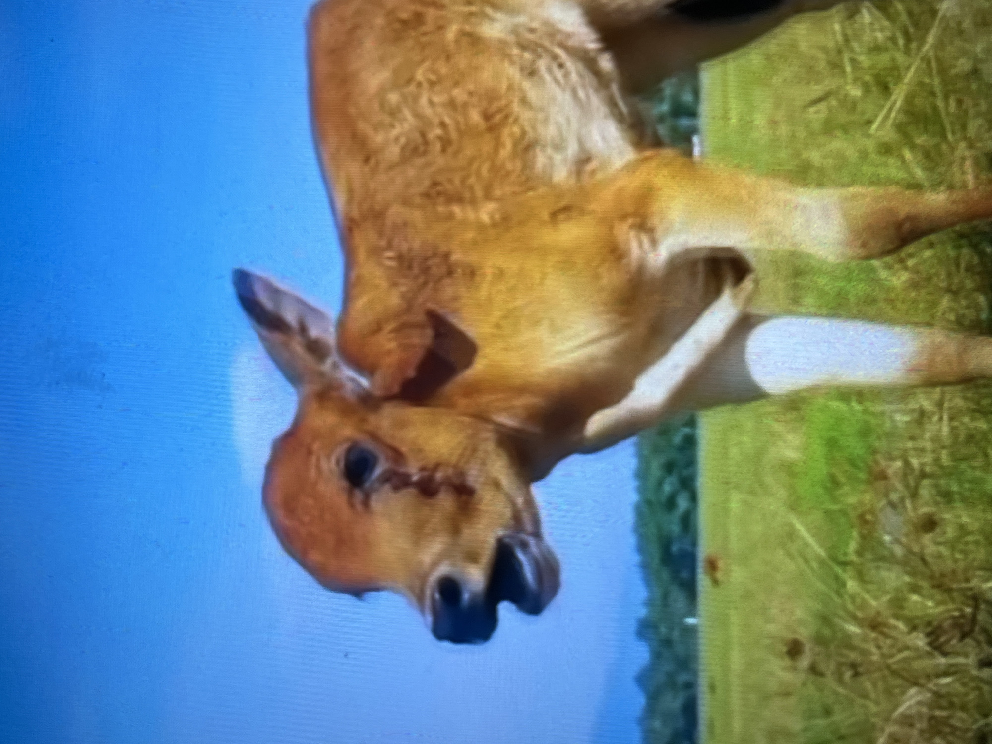A light brown deer is lying on its side on green grass near a blue sky. The location is Tinaquillo, Venezuela.