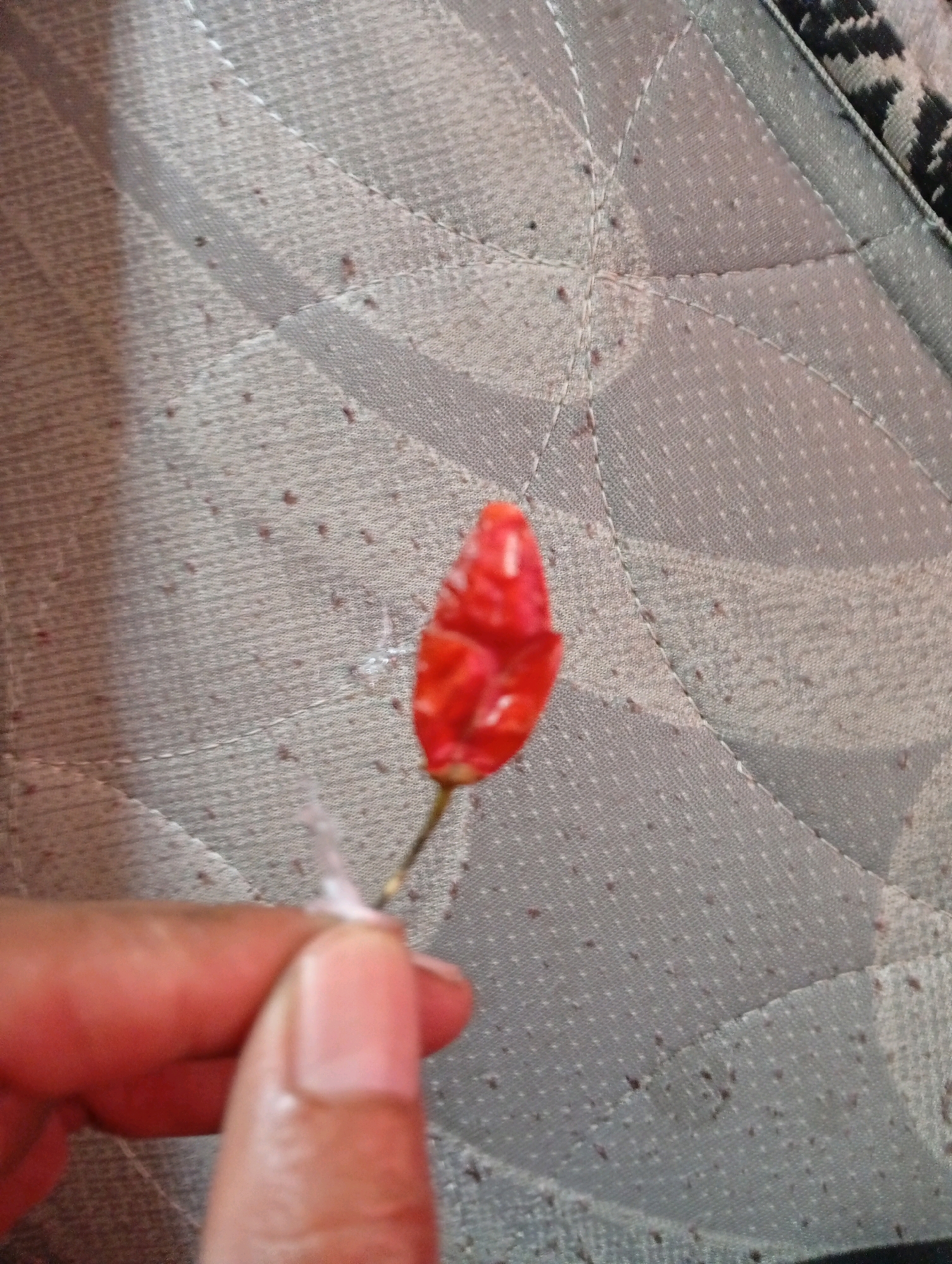 In Blimbing, Indonesia, a close-up, overhead shot captures a dried red chili pepper being held by a person's fingers. The chili is small and shriveled, with a visible stem. It is attached to a thin, clear thread, suggesting it might be part of a craft or decoration. The background is a textured, gray fabric, possibly a mattress or cushion, with a quilted pattern of diagonal stitches and small, dark speckles scattered across its surface.