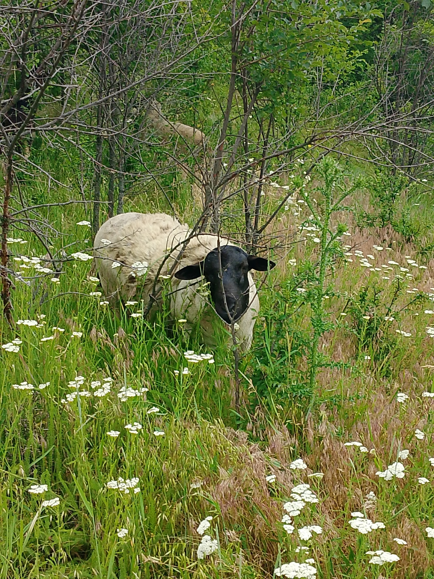 A medium shot captures a sheep with a black face and white body standing in a field of tall green grass and small white wildflowers. The sheep is partially obscured by the thin, bare branches of trees and shrubs that create a natural, rustic environment. The background consists of dense green foliage and more trees, suggesting an outdoor, possibly rural or wild setting. There are no people present.