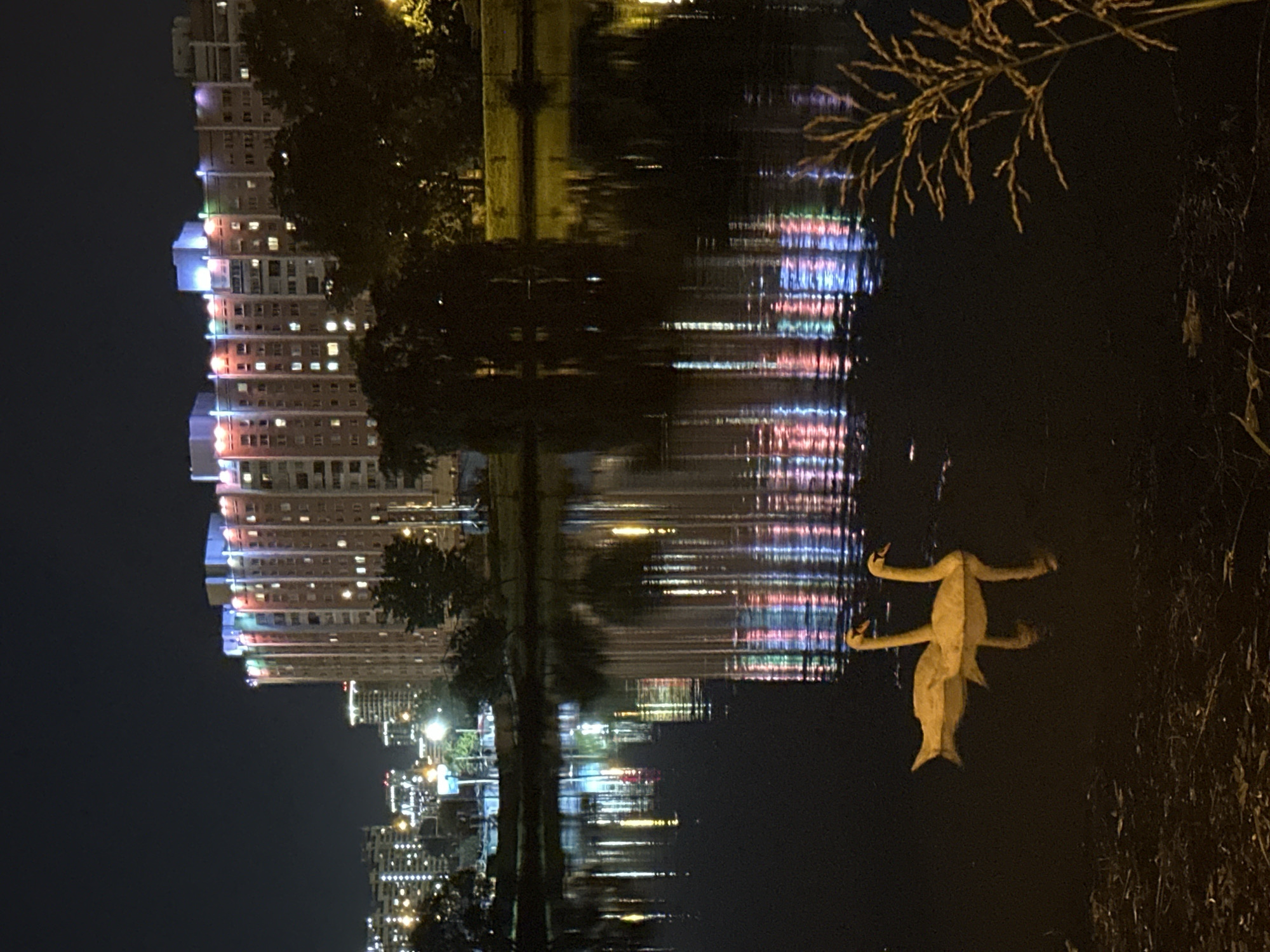 In the city of Minsk, Belarus, at night, two swans are swimming in a dark body of water. Their pale yellow plumage stands out against the deep black of the water, and their reflections are visible below them. In the background, a large, multi-story building is illuminated by colorful lights, which are also reflected in the water. The building appears to be an apartment complex, with many windows visible. Trees and other foliage can be seen around the building and along the water's edge. The overall scene is one of tranquil beauty, with the natural elements of the swans and water contrasting with the urban environment.