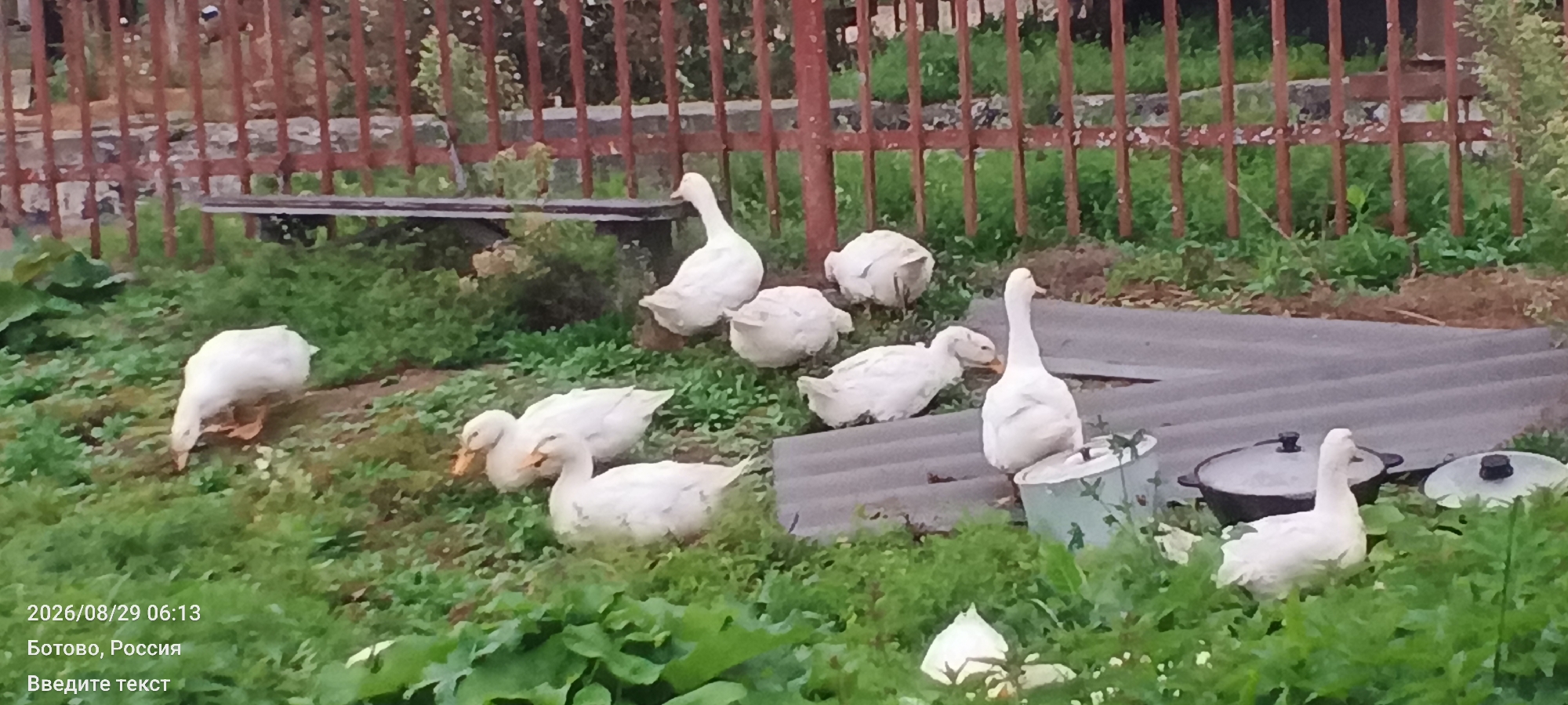 In an outdoor setting with lush green grass and foliage, a group of white geese are gathered. A reddish-brown fence made of vertical slats runs across the background, with a wooden bench or table visible beneath it. Some of the geese are standing, while others are in a resting or foraging posture. In the foreground, there are large green leafy plants, and in the mid-ground, a corrugated roof is visible, upon which two black lidded pots are placed. The timestamp "2026/08/29 06:13" and the text "Ботово, Россия" and "Введите текст" are overlaid on the bottom left of the image.