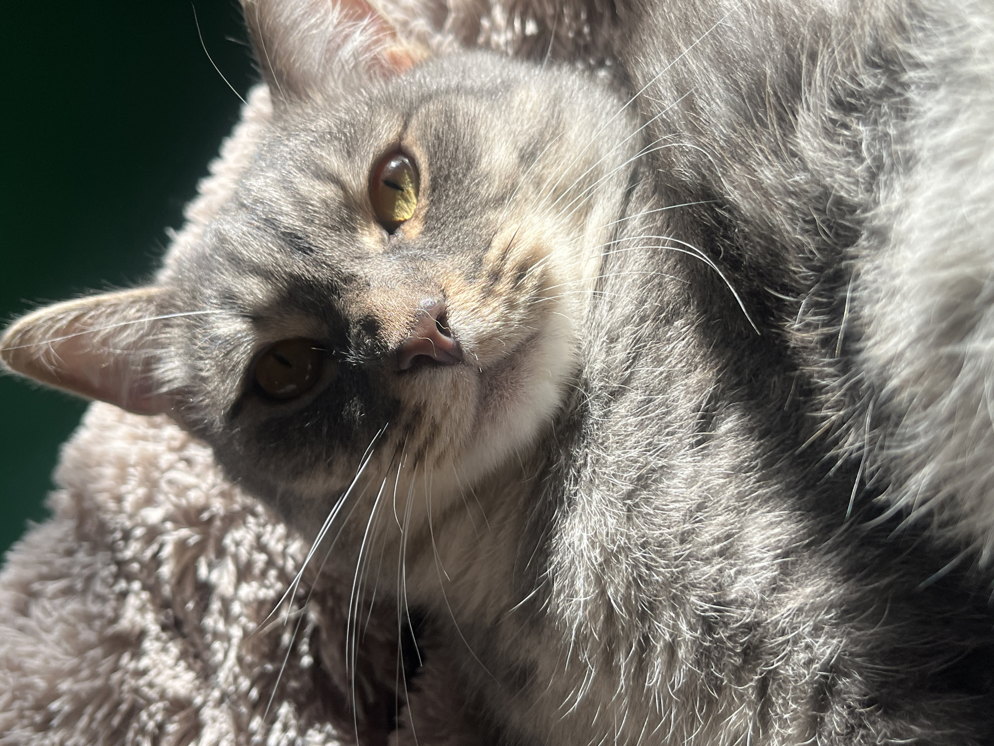 A close-up, eye-level, indoor shot focuses on a grey tabby cat resting on a fuzzy, light brown blanket. The cat's head is tilted slightly upwards, with its right ear partially visible. Sunlight illuminates the cat's face, casting shadows across its fur and casting a bright highlight on its left eye. The cat's fur appears soft and thick, with distinct tabby markings visible on its face and body. Its whiskers are long and white, fanning out from its muzzle. The background is dark and out of focus, suggesting an indoor setting. The image is a still life, capturing a moment of repose for the feline subject.