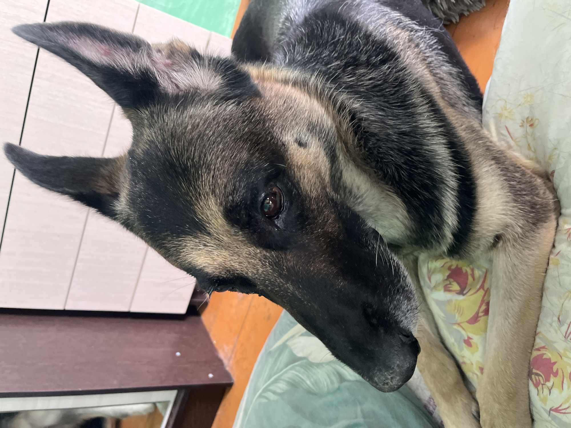 A close-up, eye-level shot features a German Shepherd dog resting on a bed. The dog's head is positioned in the foreground, facing left with its body extending out of frame to the right. The dog has typical German Shepherd coloring, with black and tan fur. Its ears are erect and alert. The dog is lying on a patterned duvet with a floral design in shades of pink, yellow, and green. Behind the dog, an orange wooden floor is visible, along with the base of a wardrobe with a mirror reflecting a portion of a dog's hindquarters. To the right of the wardrobe, a pale pink dresser with horizontal drawers is visible, and beyond that, a light green wall. The overall impression is of a domestic indoor setting.