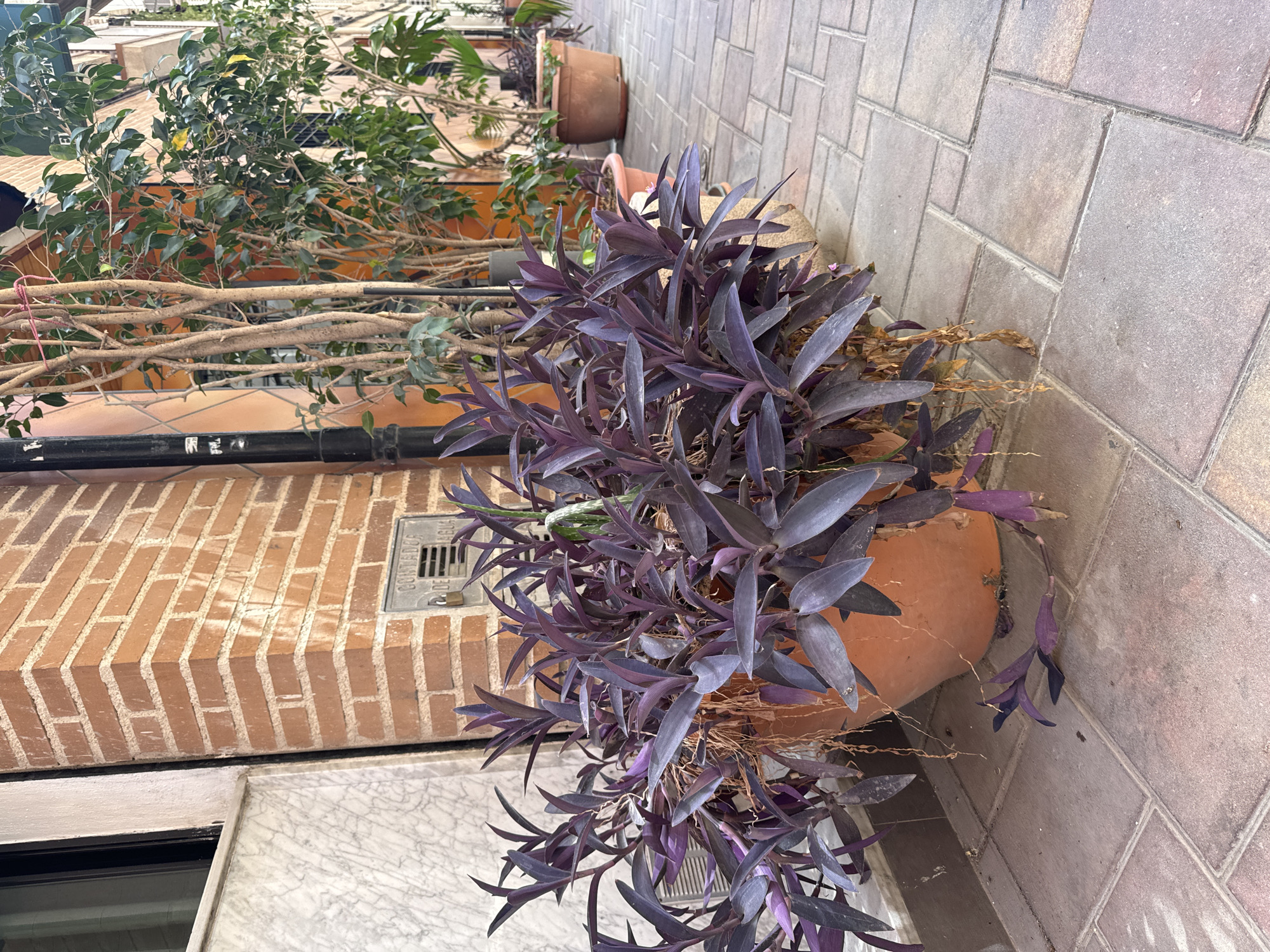 A close-up, slightly angled shot shows a purple-leafed plant in a terracotta pot. The plant's leaves are long and pointed, with a deep purple hue. Some of the lower leaves and stems appear dried and brown. The pot is placed on a tiled walkway made of rectangular, beige tiles arranged in a brick-like pattern.
Behind the pot, a textured brick wall is visible, constructed from light orange bricks with white mortar. Mounted on the brick wall is a metal grate, likely a utility cover, with text that appears to read "CONTADOR DE AGUA." This indicates the location is likely in Spain, as suggested by the Spanish phrase for "water meter."
To the left of the brick wall, a different plant with lush green leaves and thin, woody branches is seen, possibly a ficus or similar indoor plant adapted for outdoor use. This plant is partially obscured, suggesting it's in a neighboring planter or part of the same outdoor display. The overall scene suggests an outdoor setting, perhaps a patio, balcony, or walkway of a building. The lighting appears to be natural daylight, with no strong shadows, suggesting it could be mid-morning or afternoon. The weather seems clear and dry. No people are visible in the image.