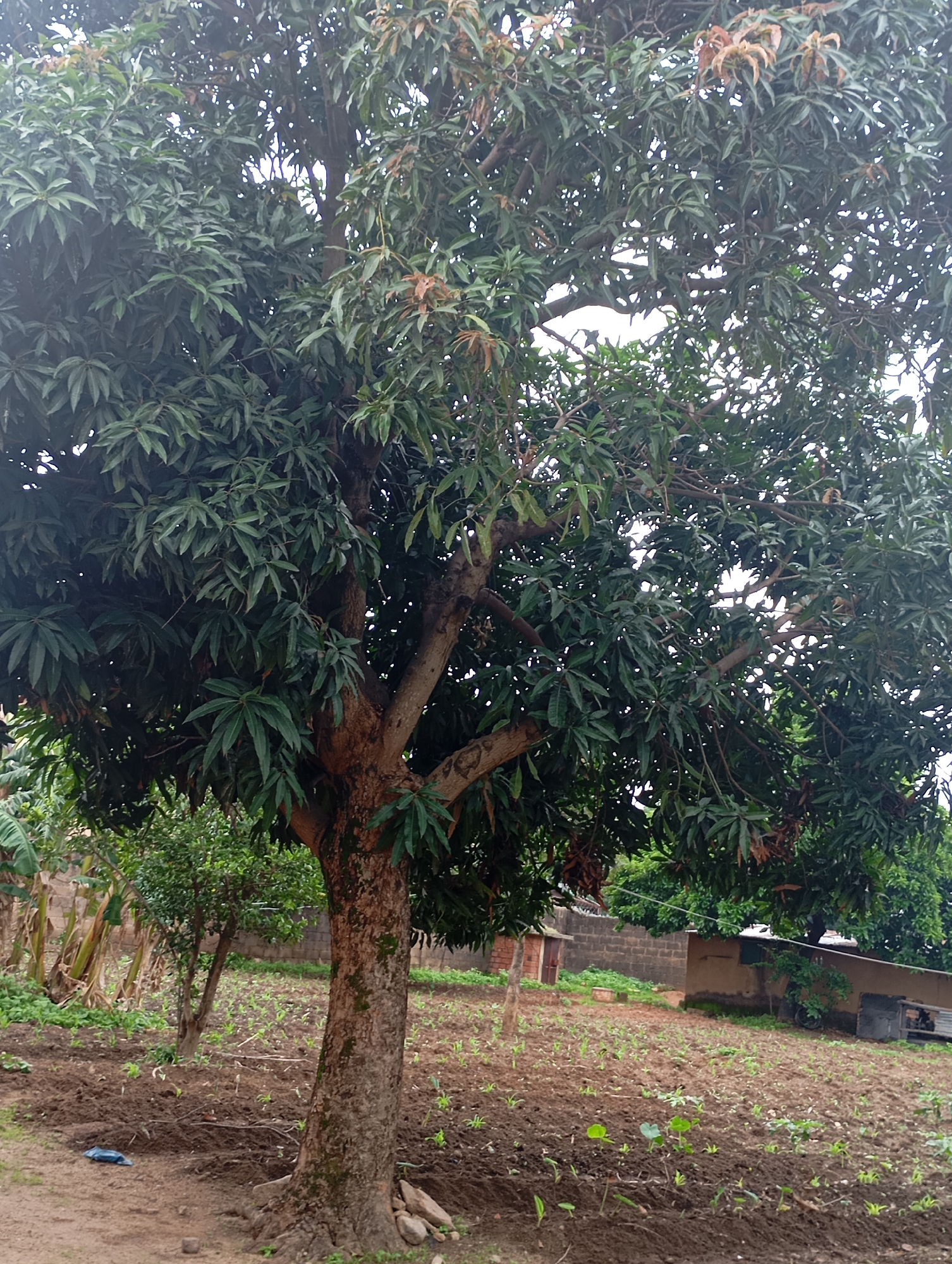 An outdoor, eye-level, portrait shot shows a large mango tree in the foreground, its trunk rough and textured. The tree's dense canopy of dark green leaves dominates the upper portion of the frame, with some brown leaves visible towards the top. Behind the mango tree, a field of young green plants, likely crops, stretches into the distance, with tilled soil and small mounds of earth. A few smaller trees and a brick wall with a small building are visible on the right side of the image, partially obscured by foliage. In the background, more vegetation and a larger building can be seen. The scene appears to be in a rural or semi-rural setting within New Stadium, Nigeria, possibly a yard or a small farm. There are no people or animals in the frame.