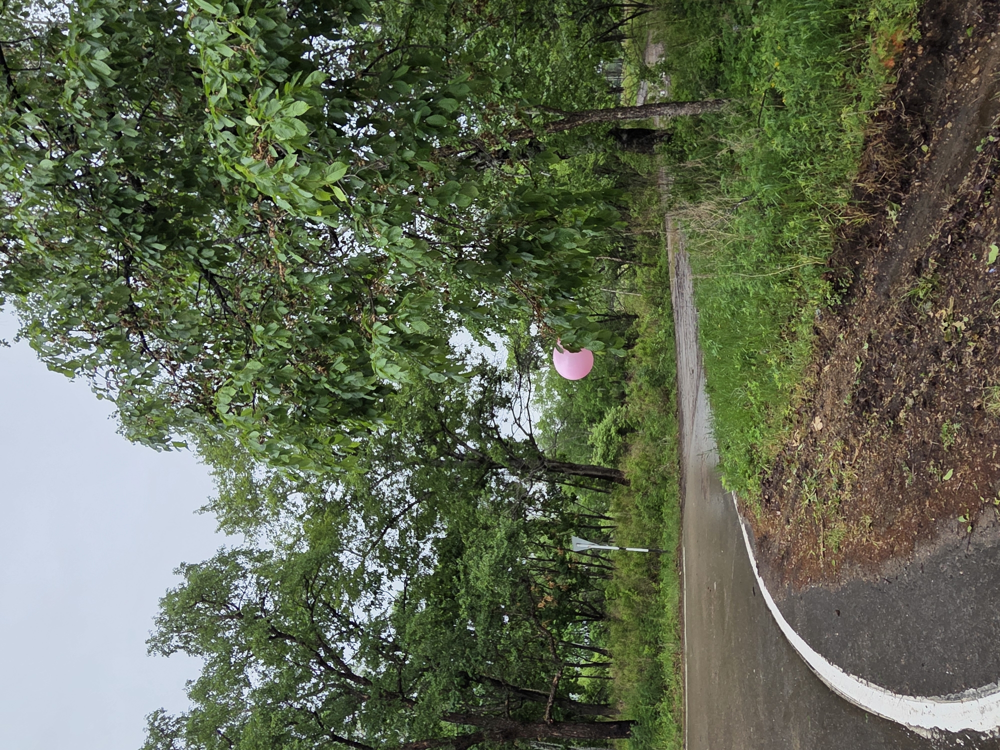 The image depicts an outdoor, natural scene in the city of Pronkino, Russia, under an overcast sky. A dark asphalt road, marked with a solid white line on its left edge, curves sharply towards the right in the foreground. The road surface and adjacent muddy dirt shoulder appear wet, suggesting recent precipitation. To the immediate right of the road is a strip of disturbed brown soil and green grass.
The dominant features are dense green foliage and numerous tall deciduous trees. A large tree with full green leaves occupies the right side of the frame, with its trunk partially visible. A bright pink spherical balloon is lodged within the lower branches of this tree, partially obscured by leaves. In the mid-ground, a white, inverted-Y shaped road sign is visible among a dense stand of trees, its upper portion partially hidden. Further back, a thick forest or tree line forms the background. No people, animals, or discernible actions or interactions are present within the frame.
