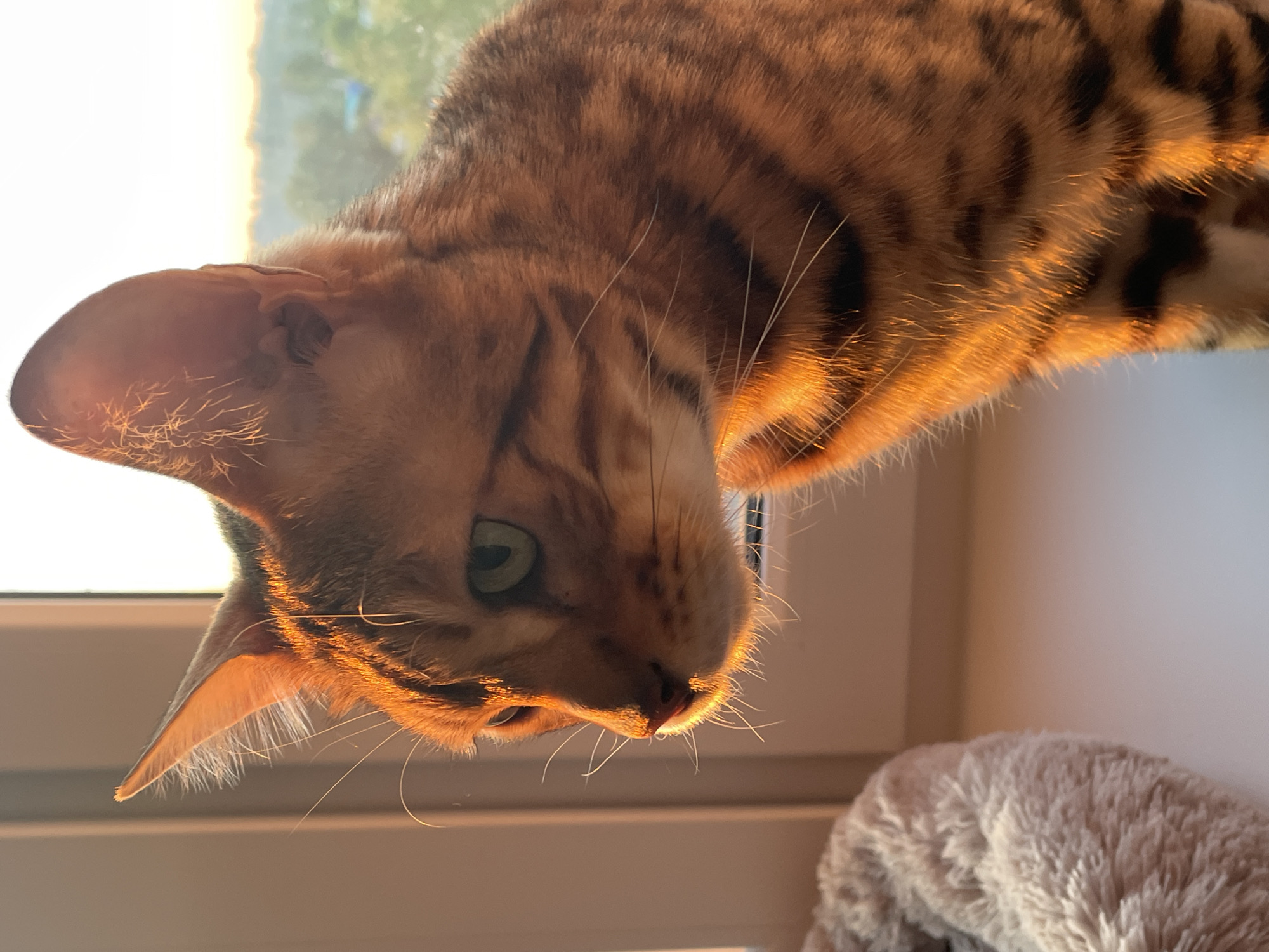 A Bengal cat with a distinct golden-brown and dark-spotted coat is positioned on a white windowsill. The cat is oriented facing left, with its head slightly turned, revealing its left green eye which appears focused intently to the left. Strong, warm golden light, indicative of low-angle sunlight (sunrise or sunset), illuminates the cat from the right side of the frame, creating a prominent rim light effect. This light highlights individual whiskers, the fine hairs along the edge of its ears, and the contours of its fur, particularly on the right side of its body. Its nose is a small, pinkish-brown, also brightly lit. The background on the left consists of a light brown wall adjacent to a white window frame. To the right, beyond the cat, a bright, hazy, light-colored outdoor scene is visible through the window, showing a blurred, distant landscape with a faint horizon line of green foliage and obscured structures, characteristic of an urban or suburban setting. A fluffy, light-colored pet bed is partially visible on the windowsill to the lower left of the cat. The scene takes place indoors, likely in a residential building in the city of Unknown, Unknown.